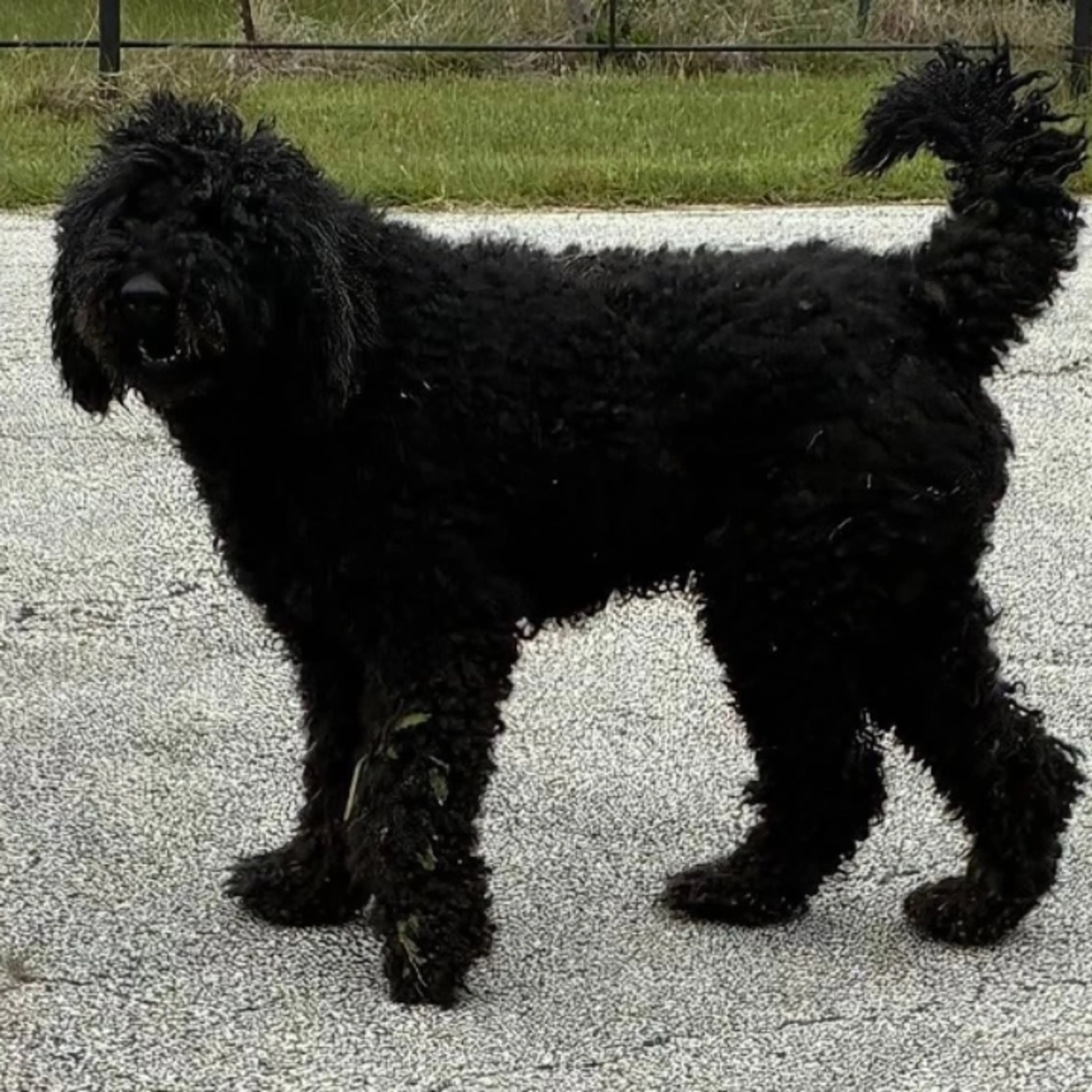 Found pet
