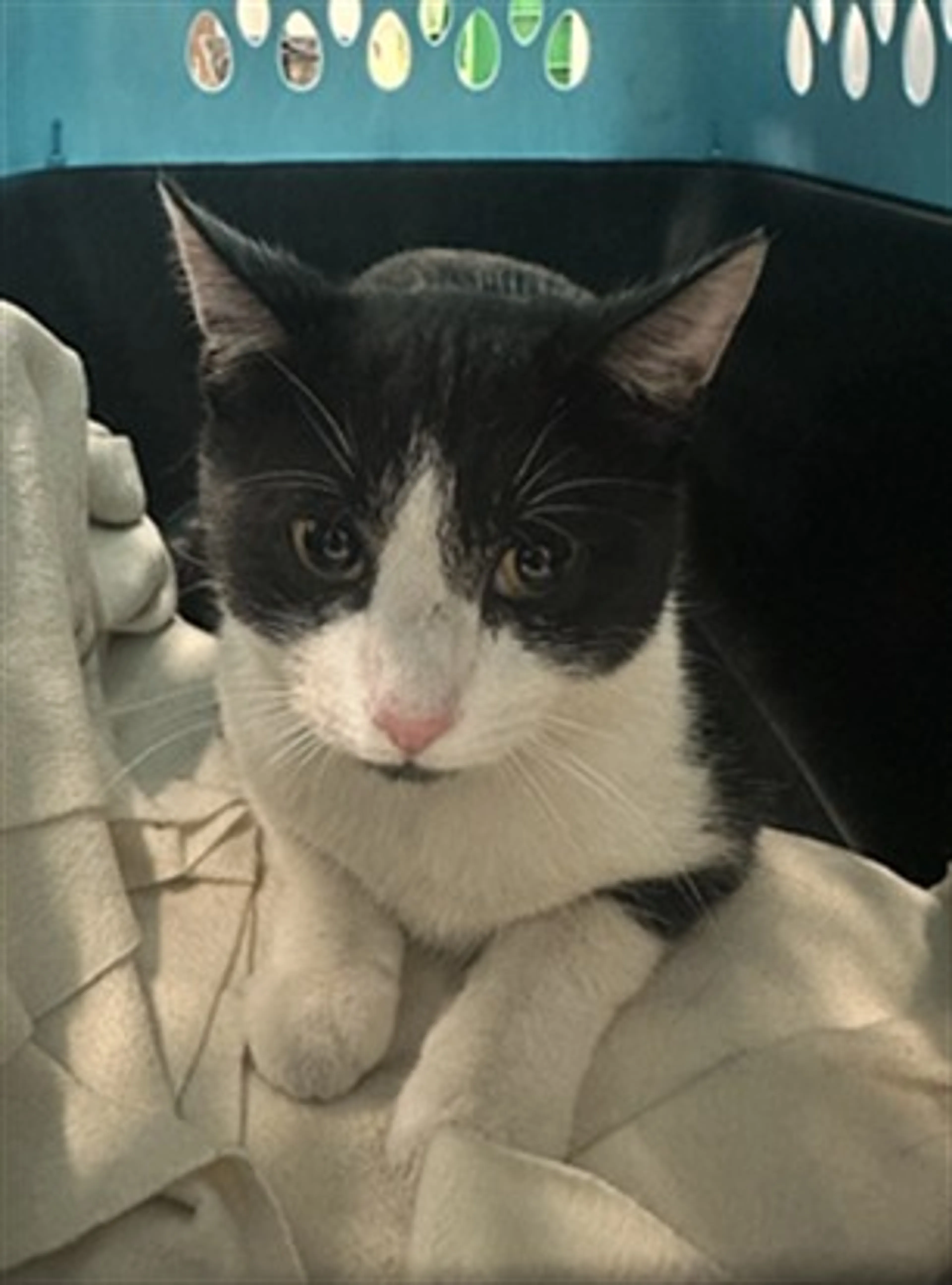 Found pet