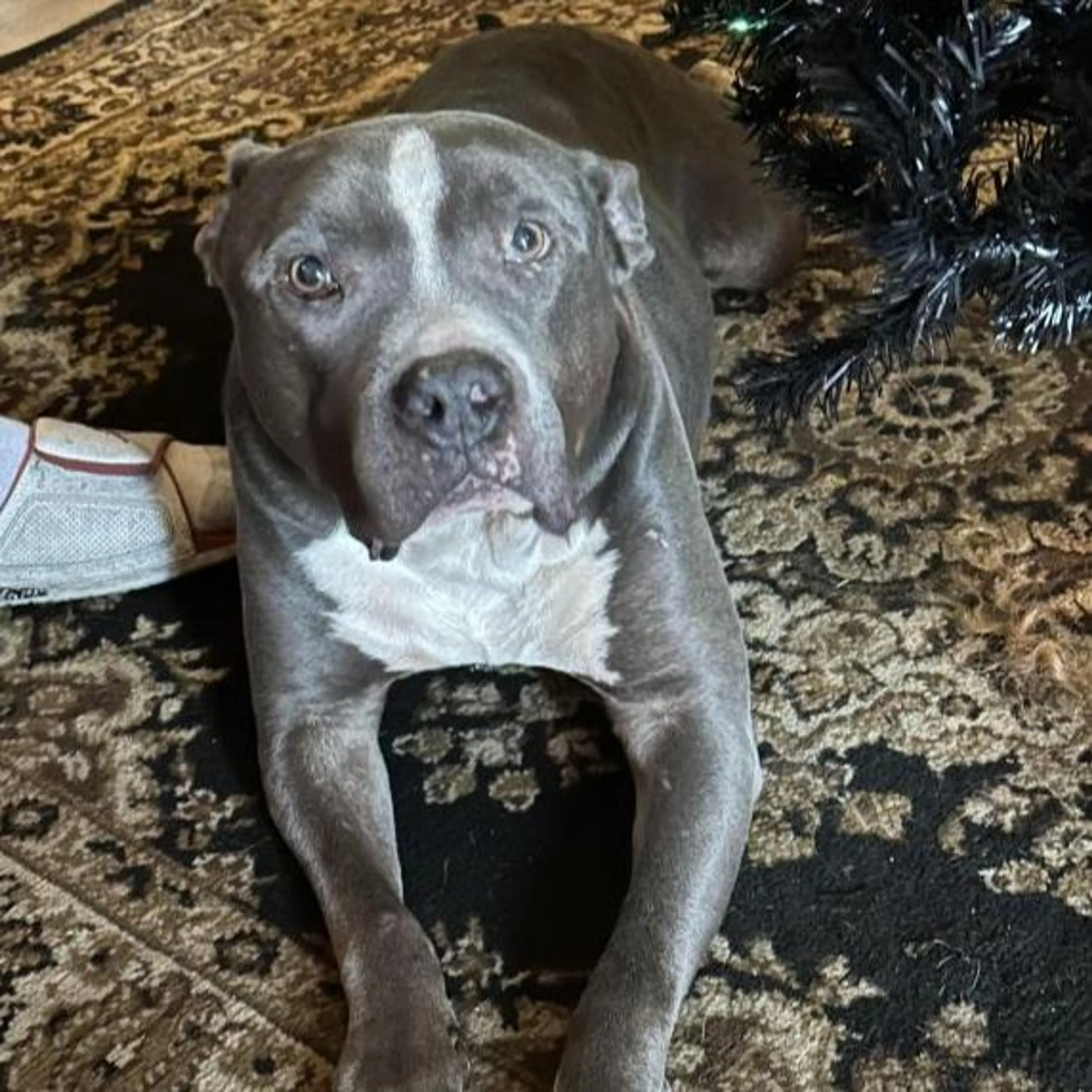 Lost pet