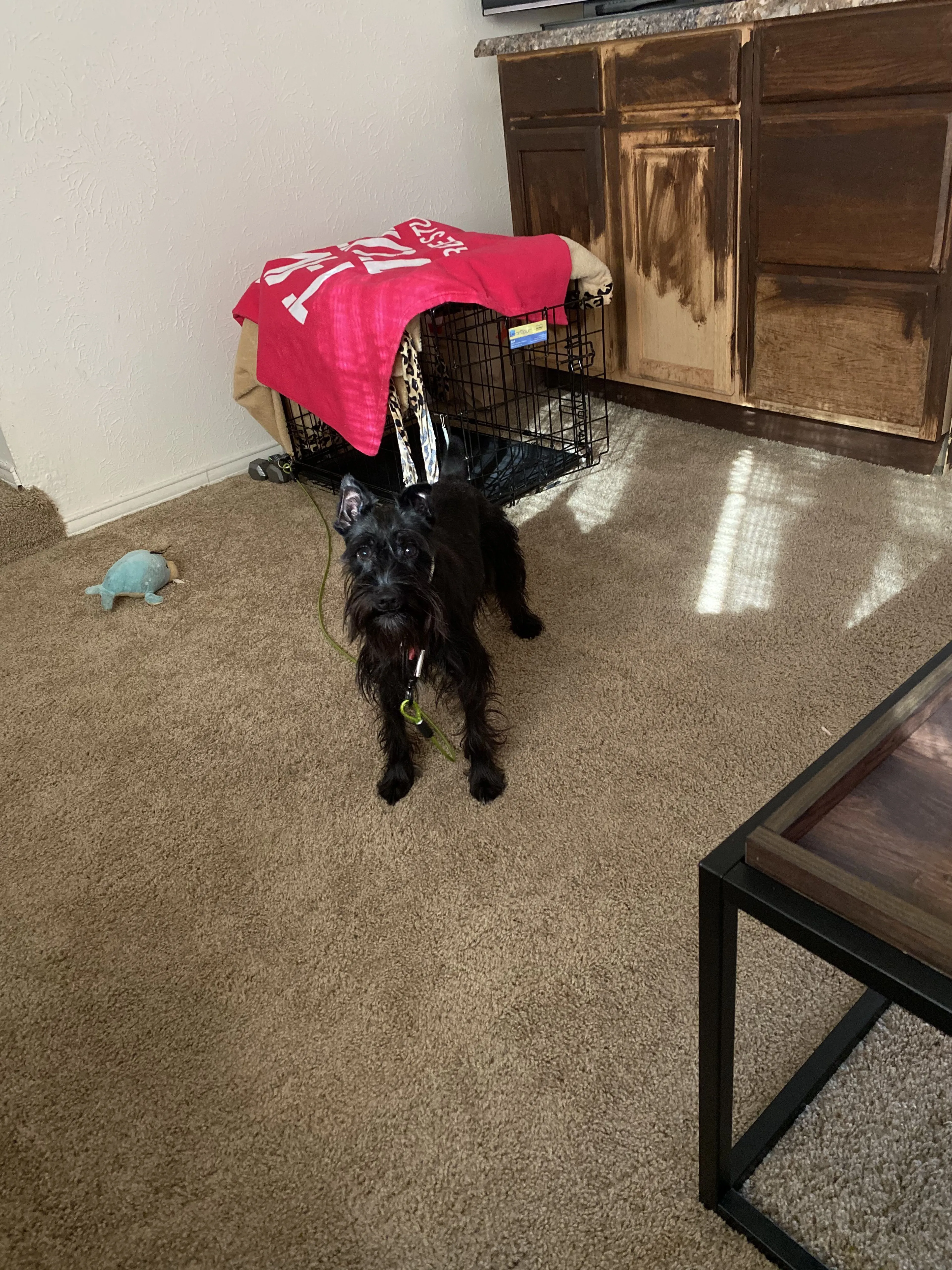 Lost pet
