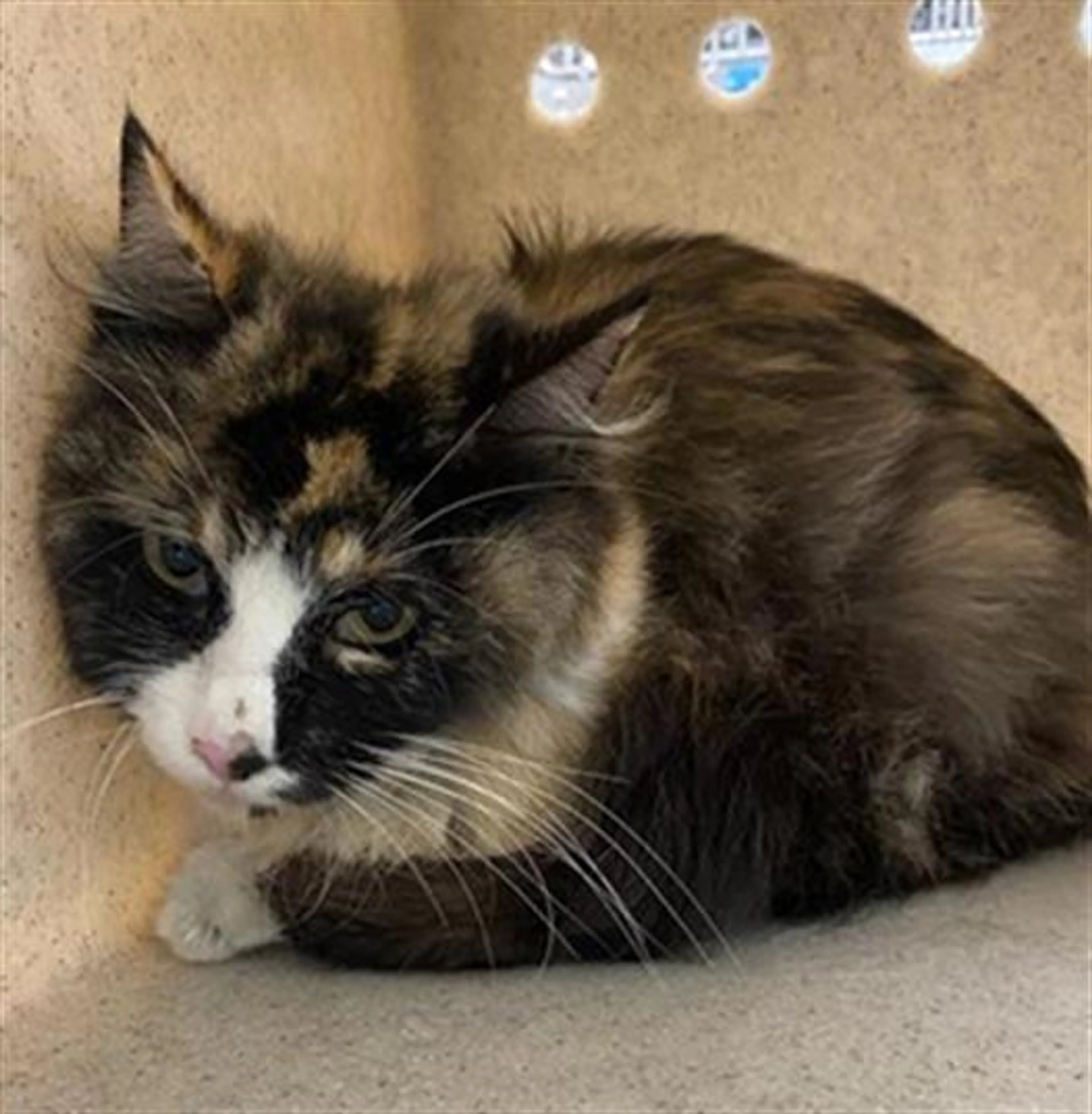Found pet