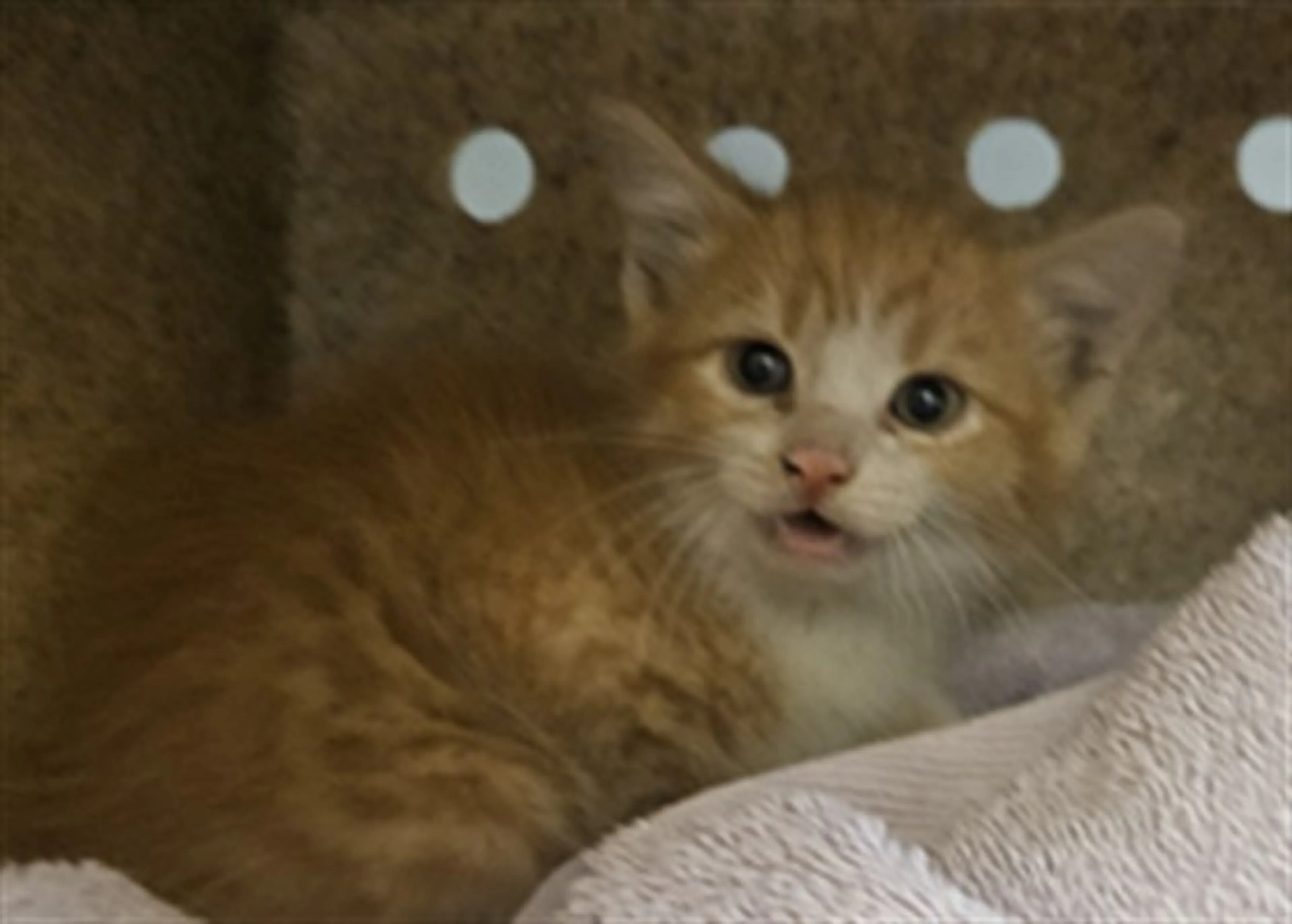 Found pet