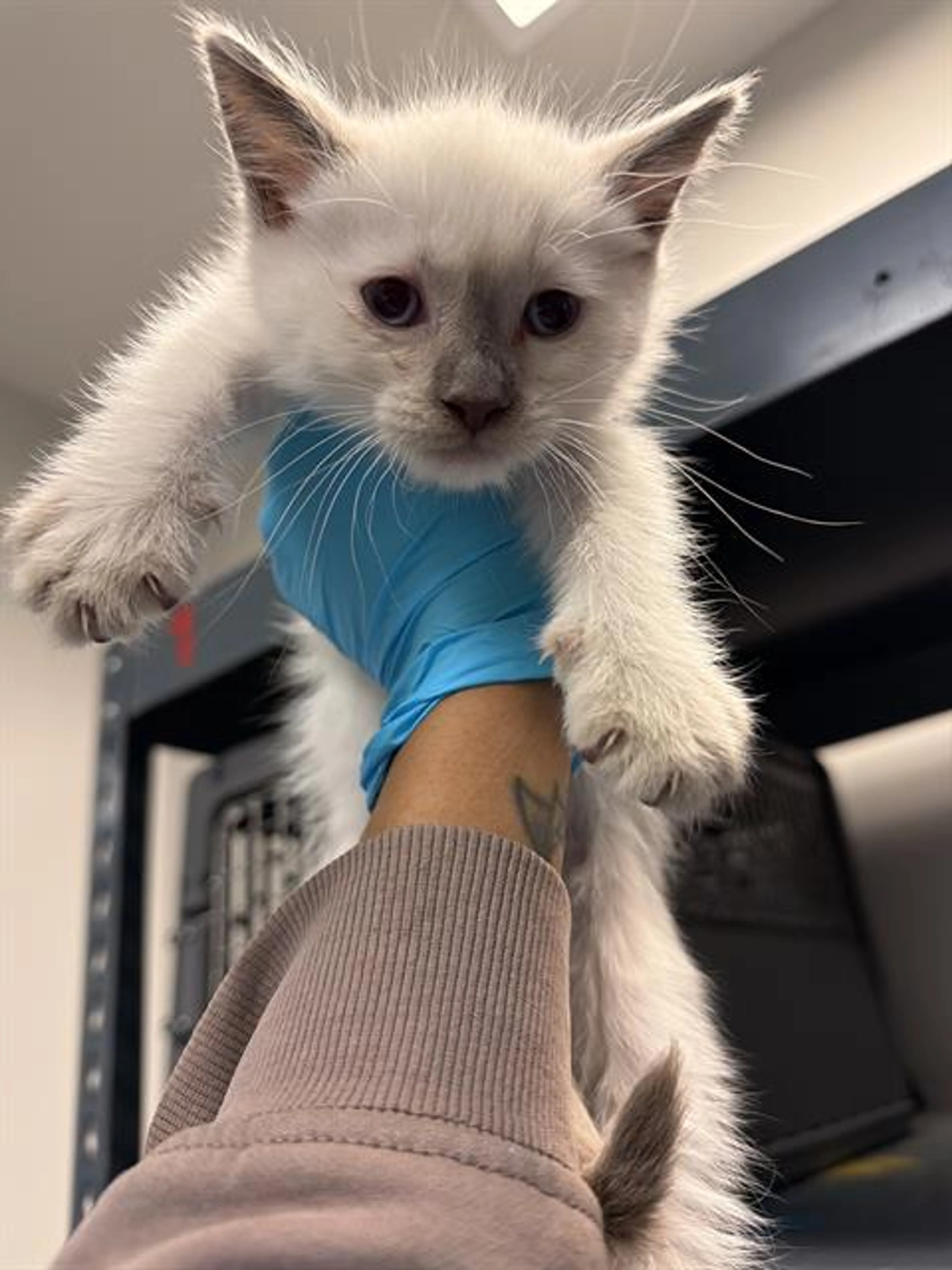 Found pet