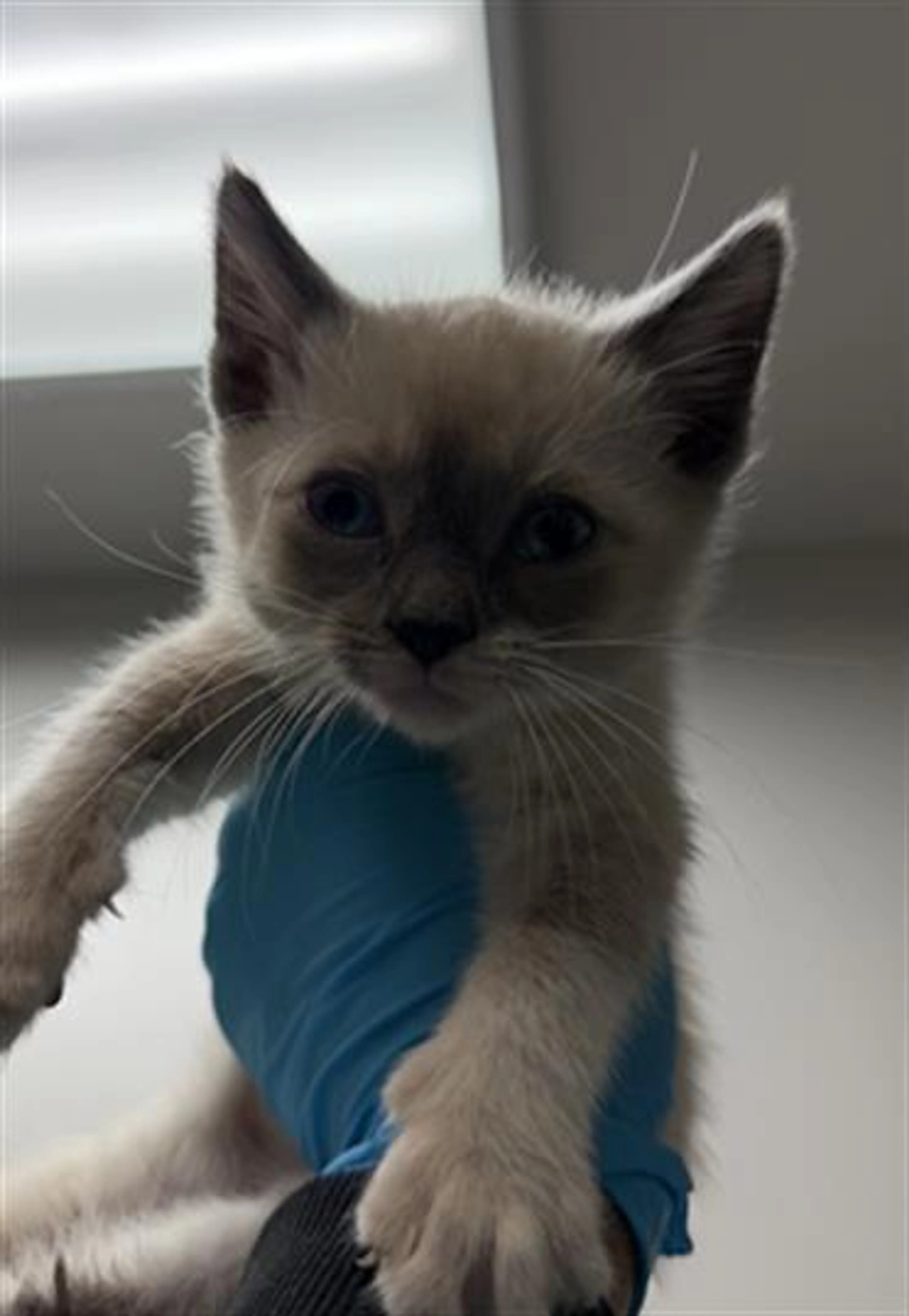 Found pet