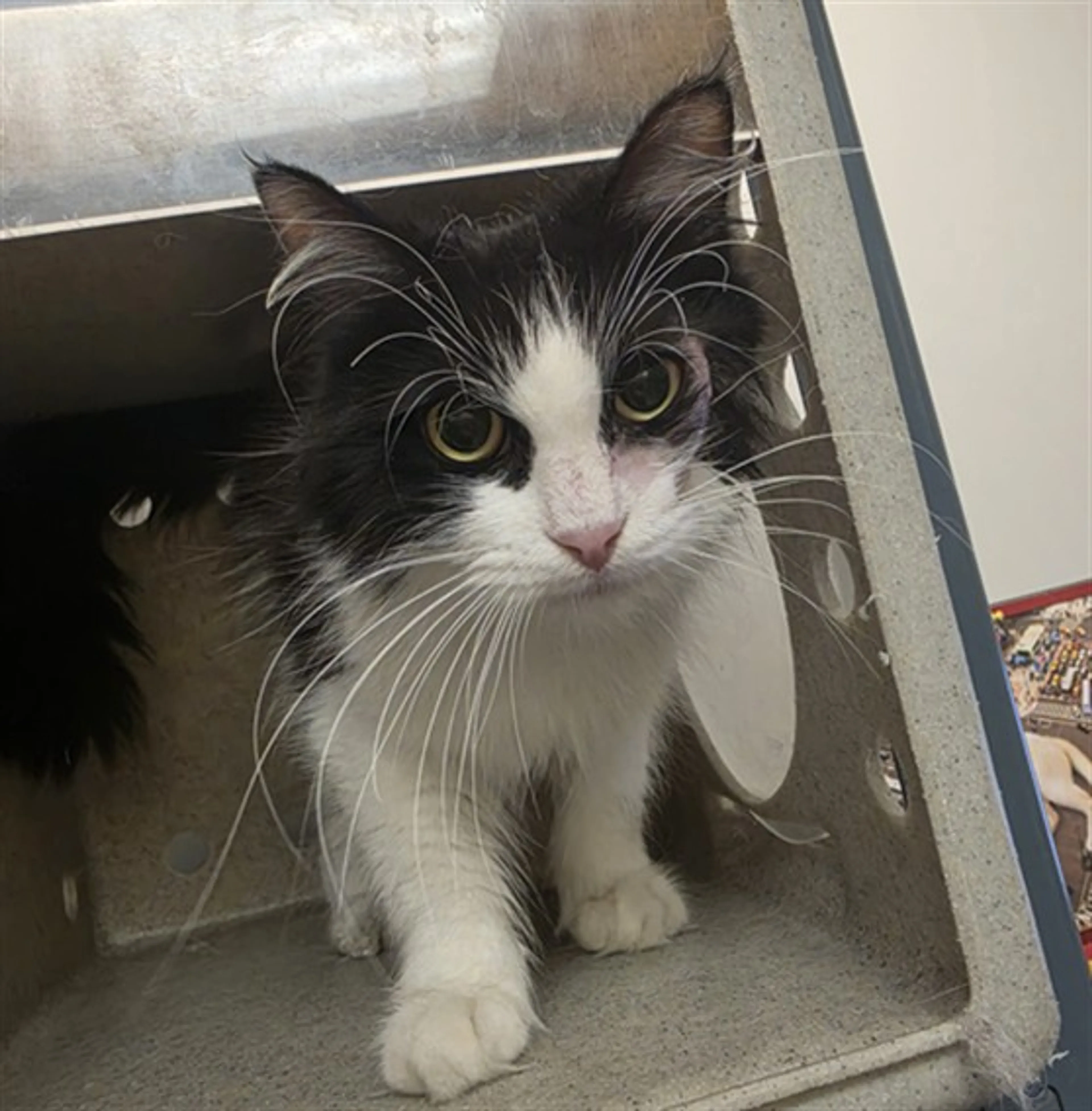 Found pet