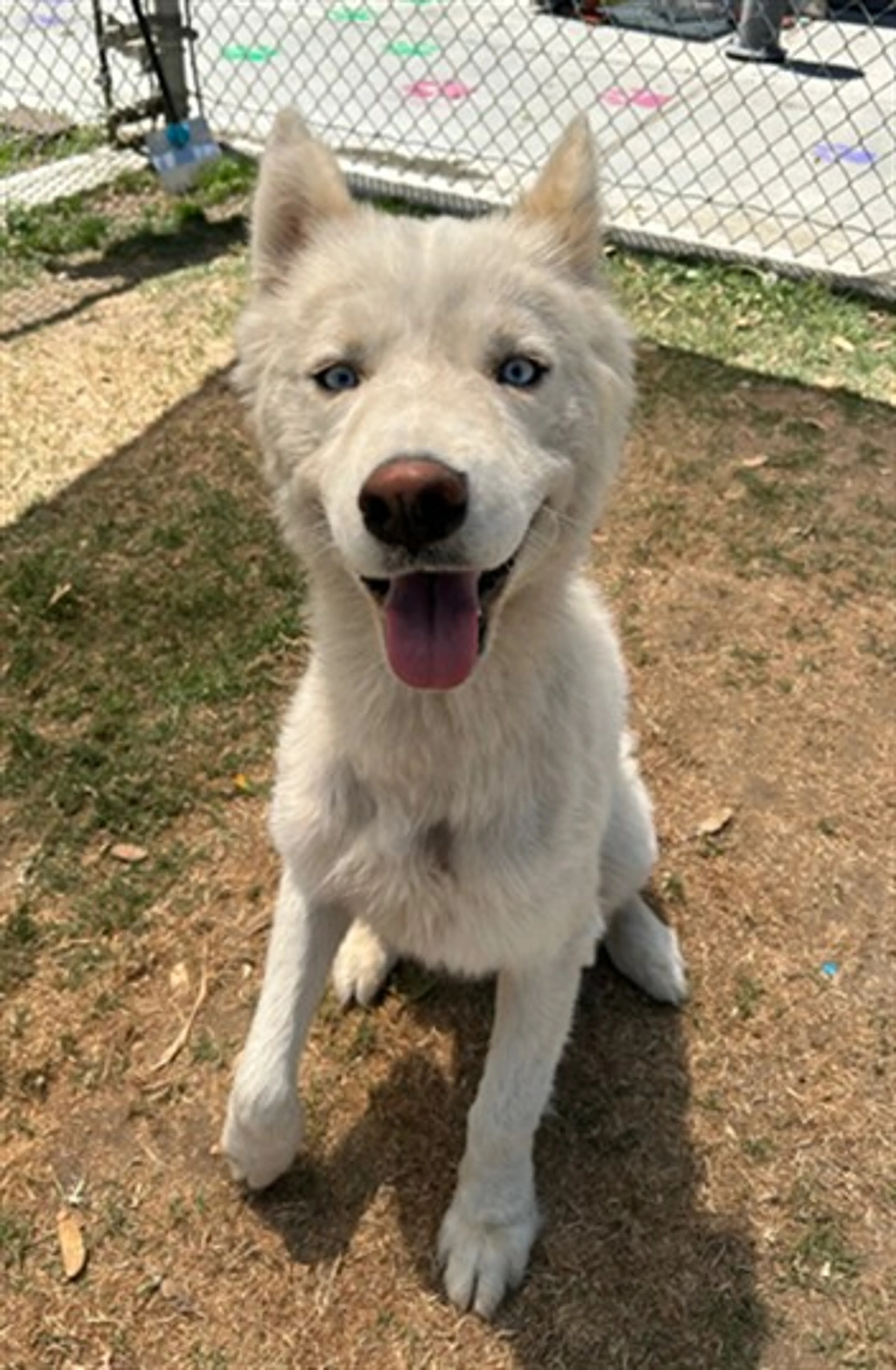 Found pet