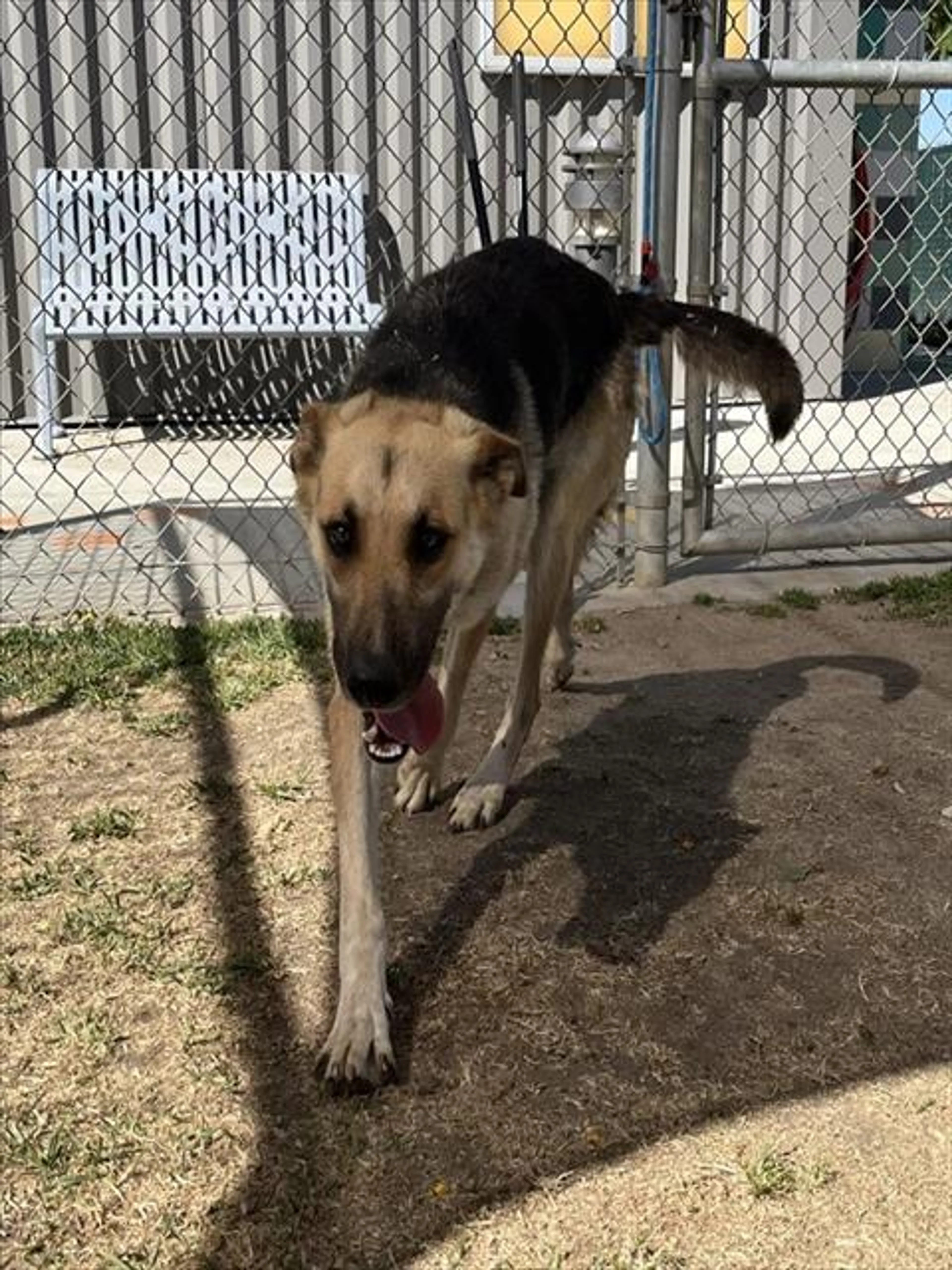 Found pet