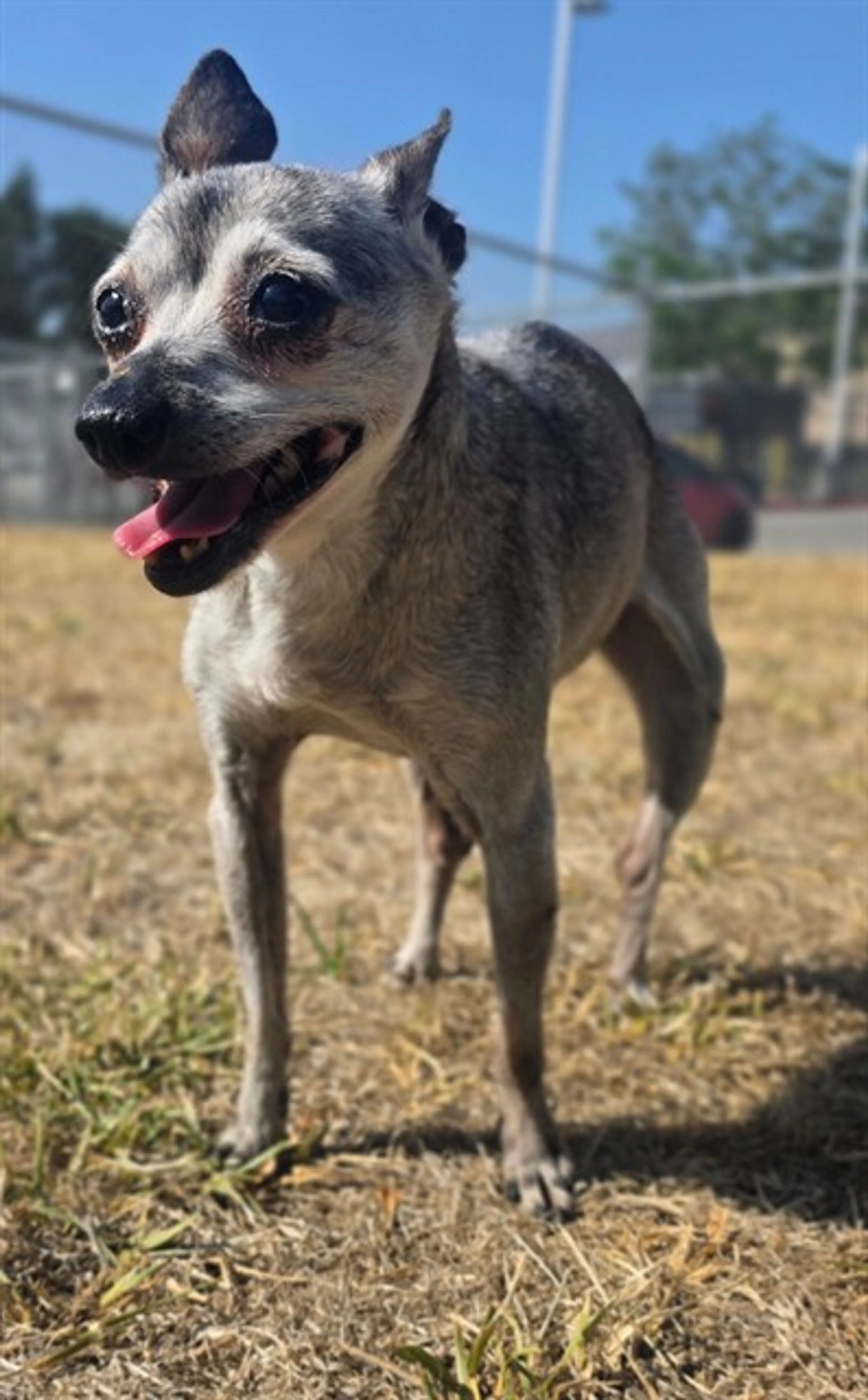 Found pet