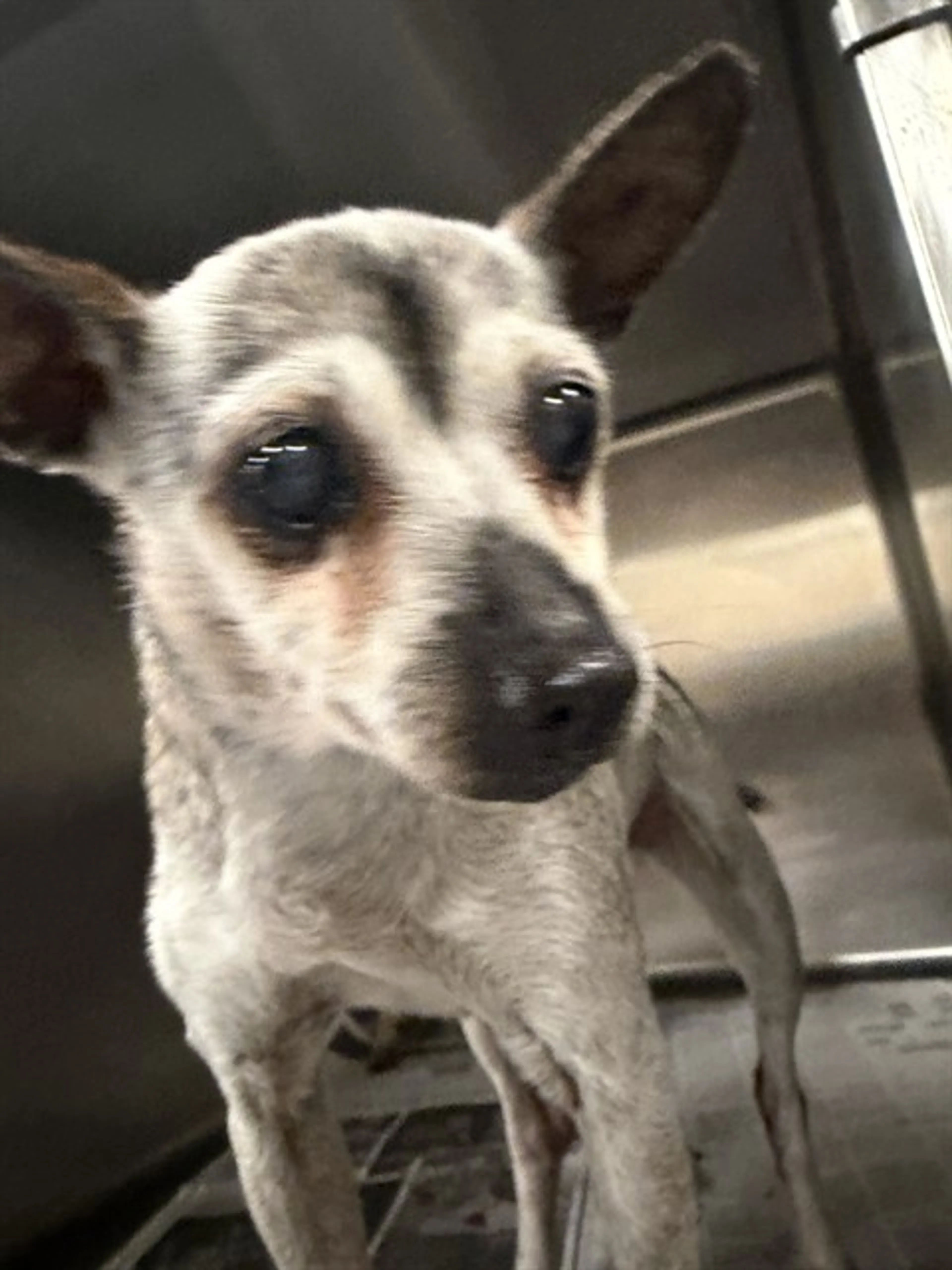 Found pet