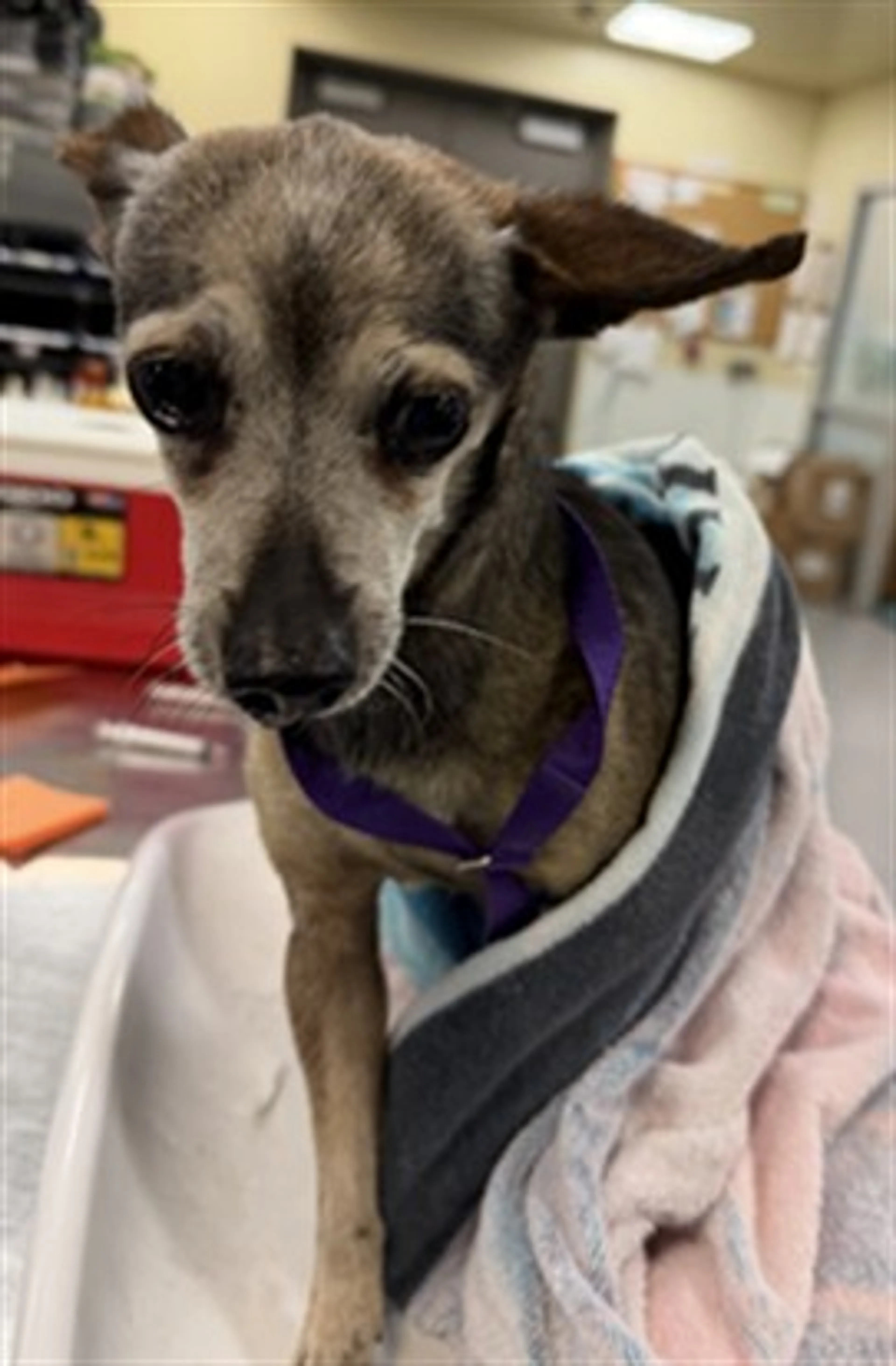 Found pet