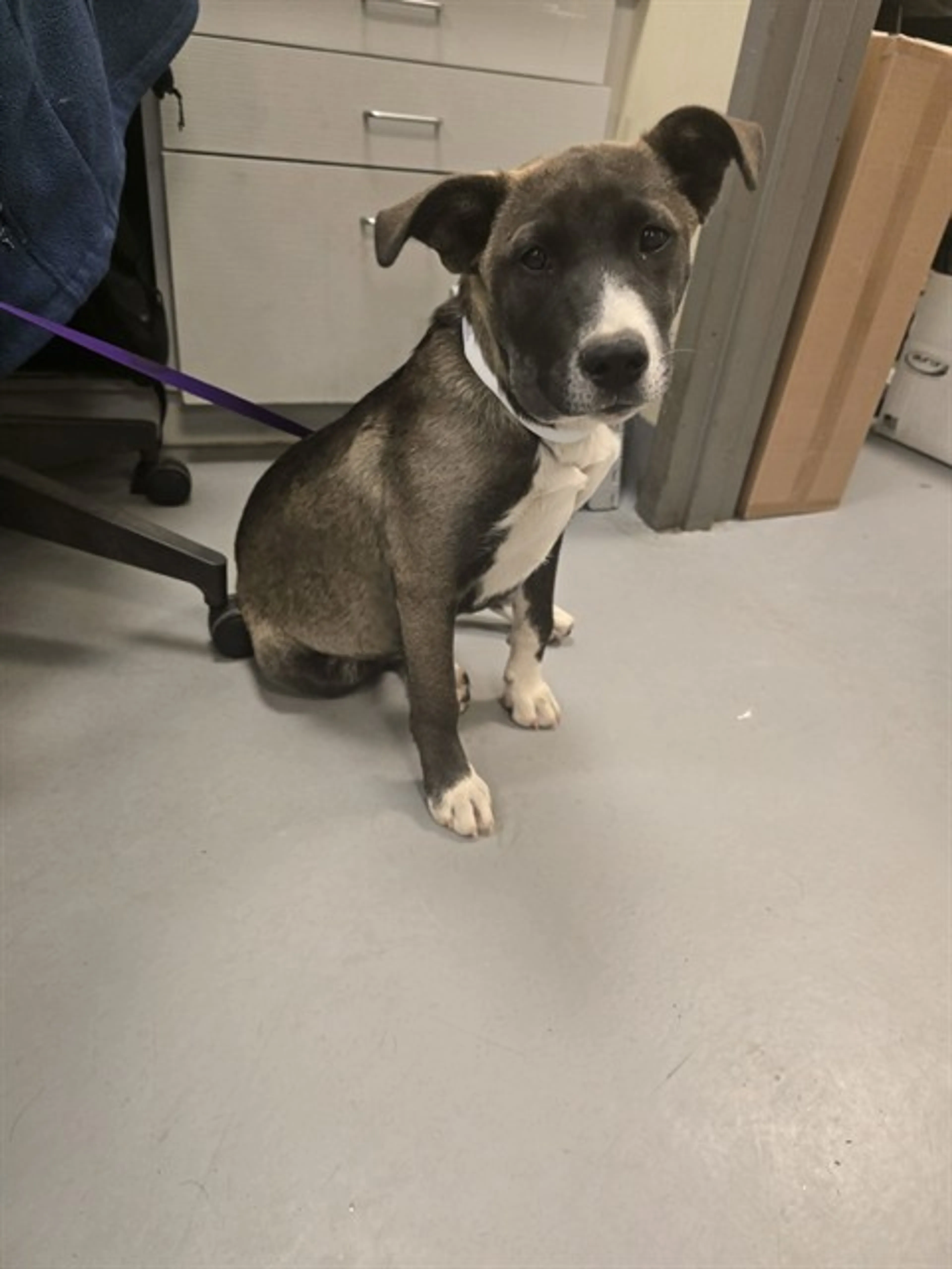 Found pet