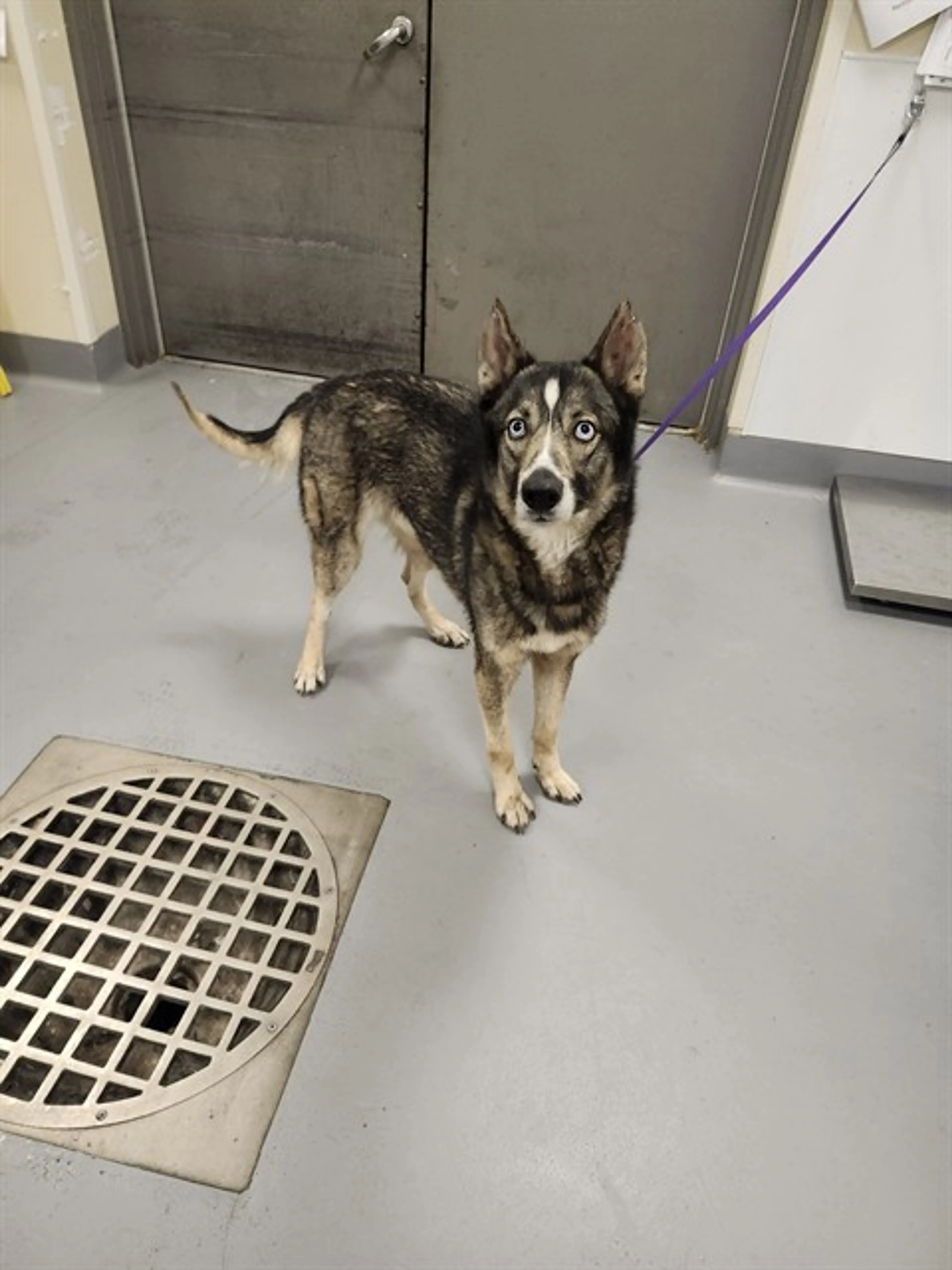 Found pet