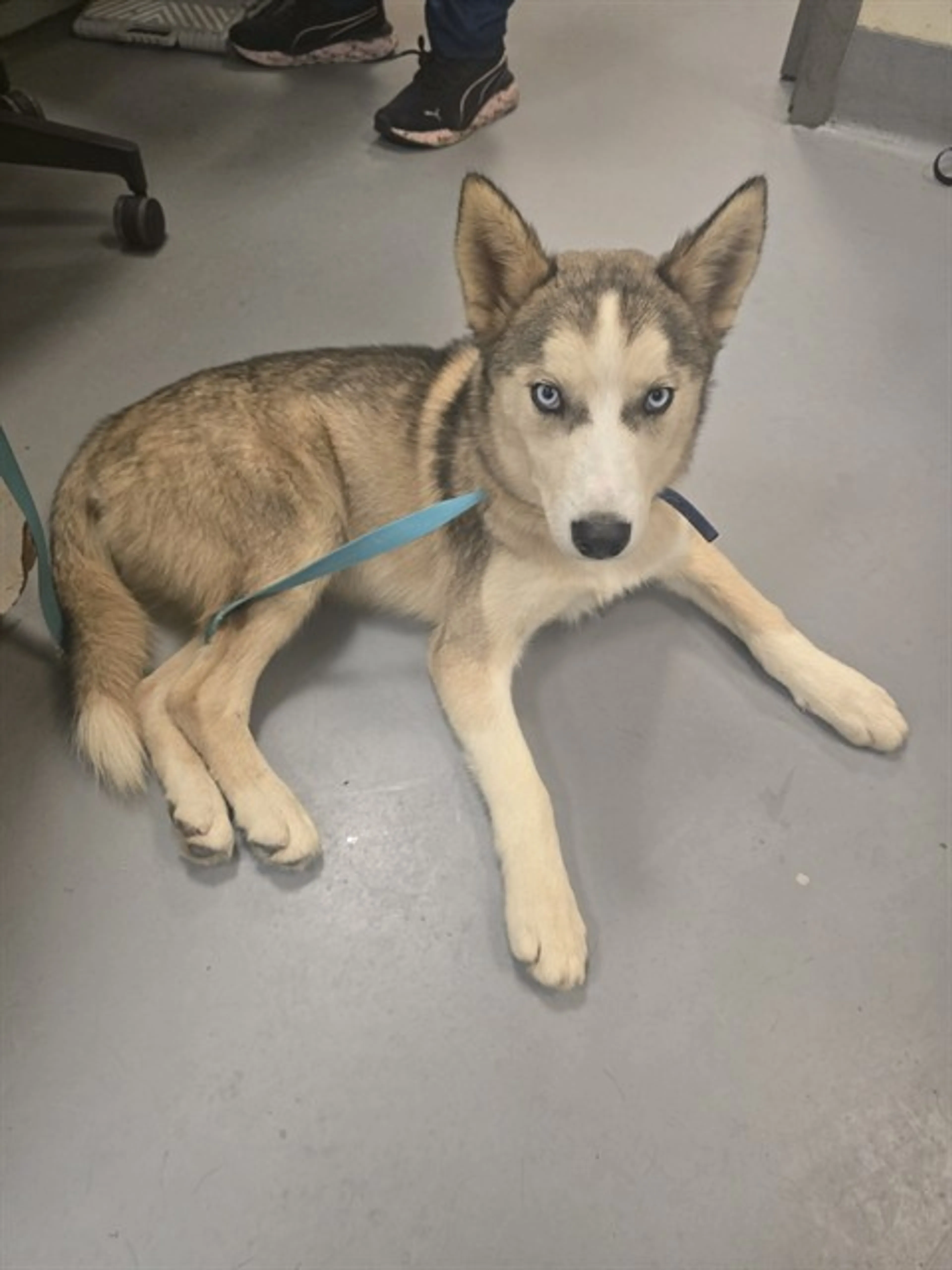 Found pet