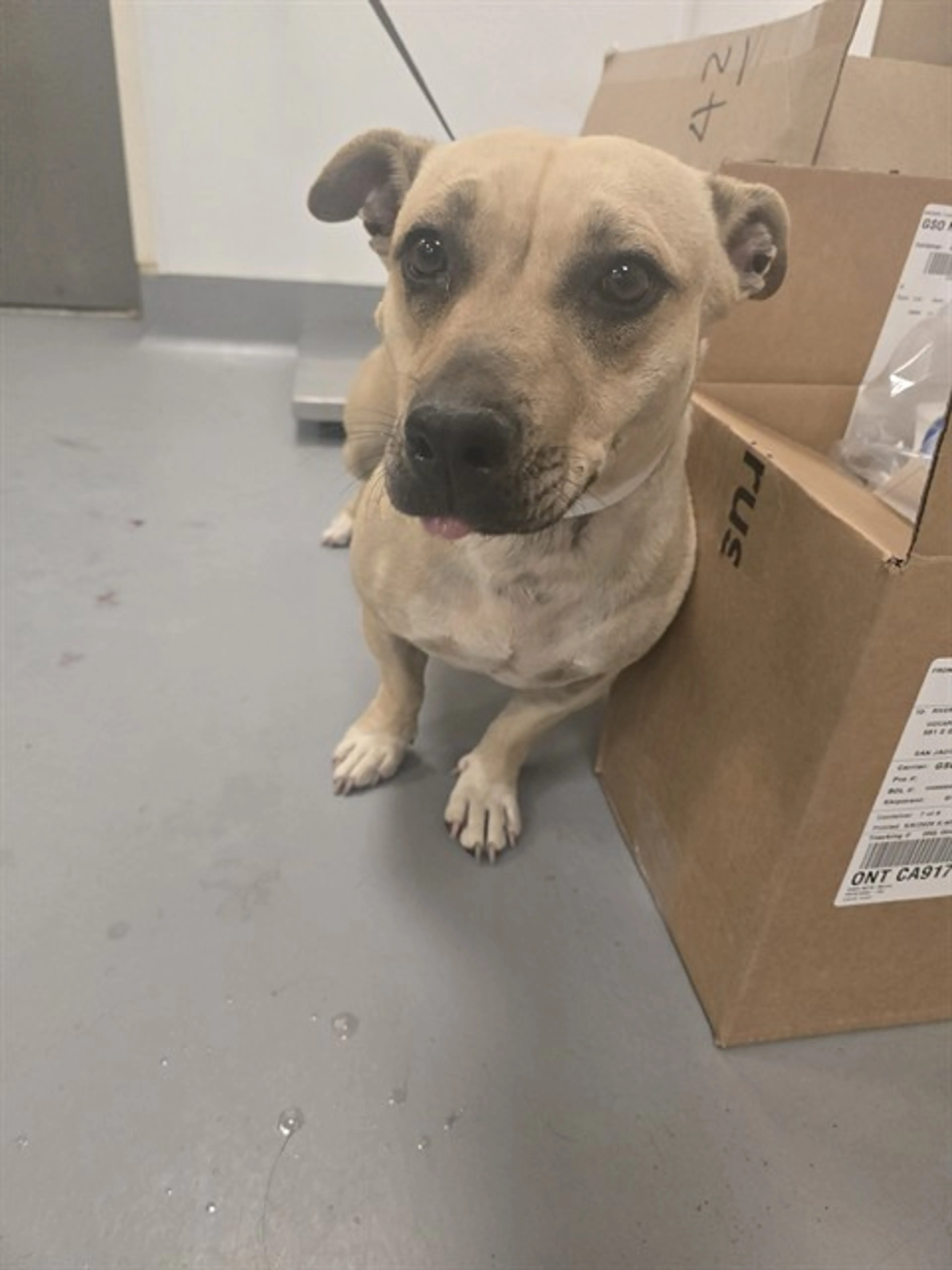 Found pet
