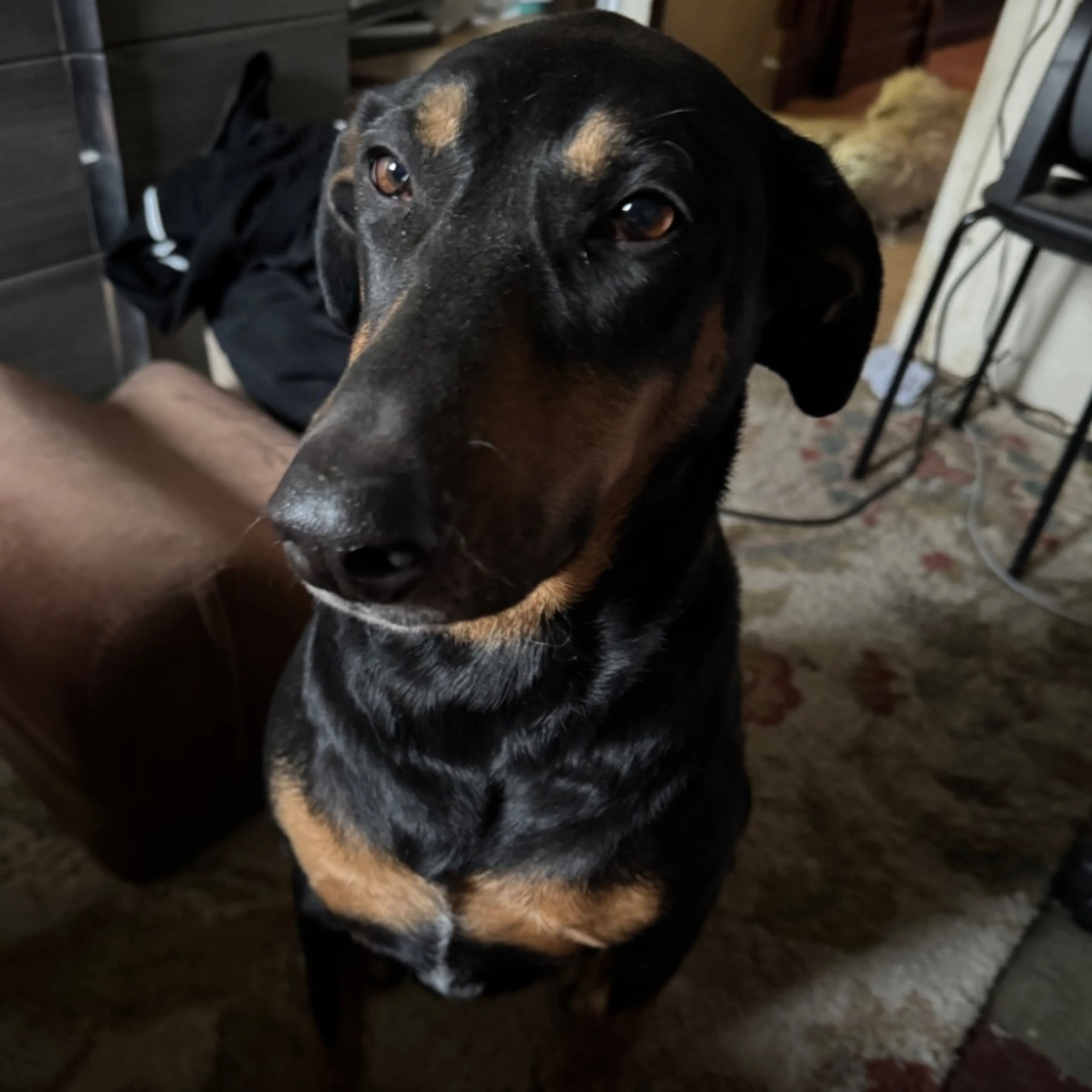 Lost pet-0