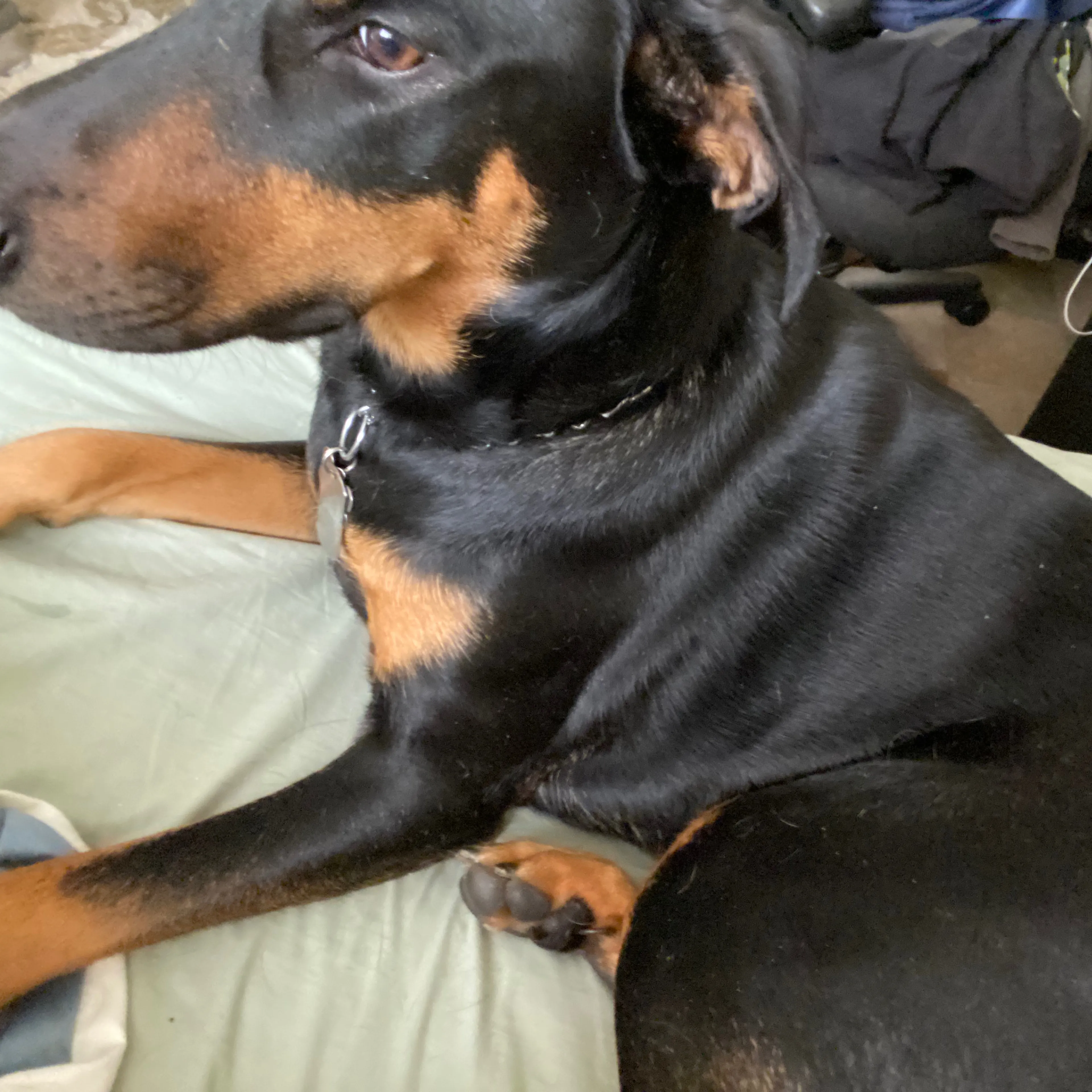 Lost pet-1