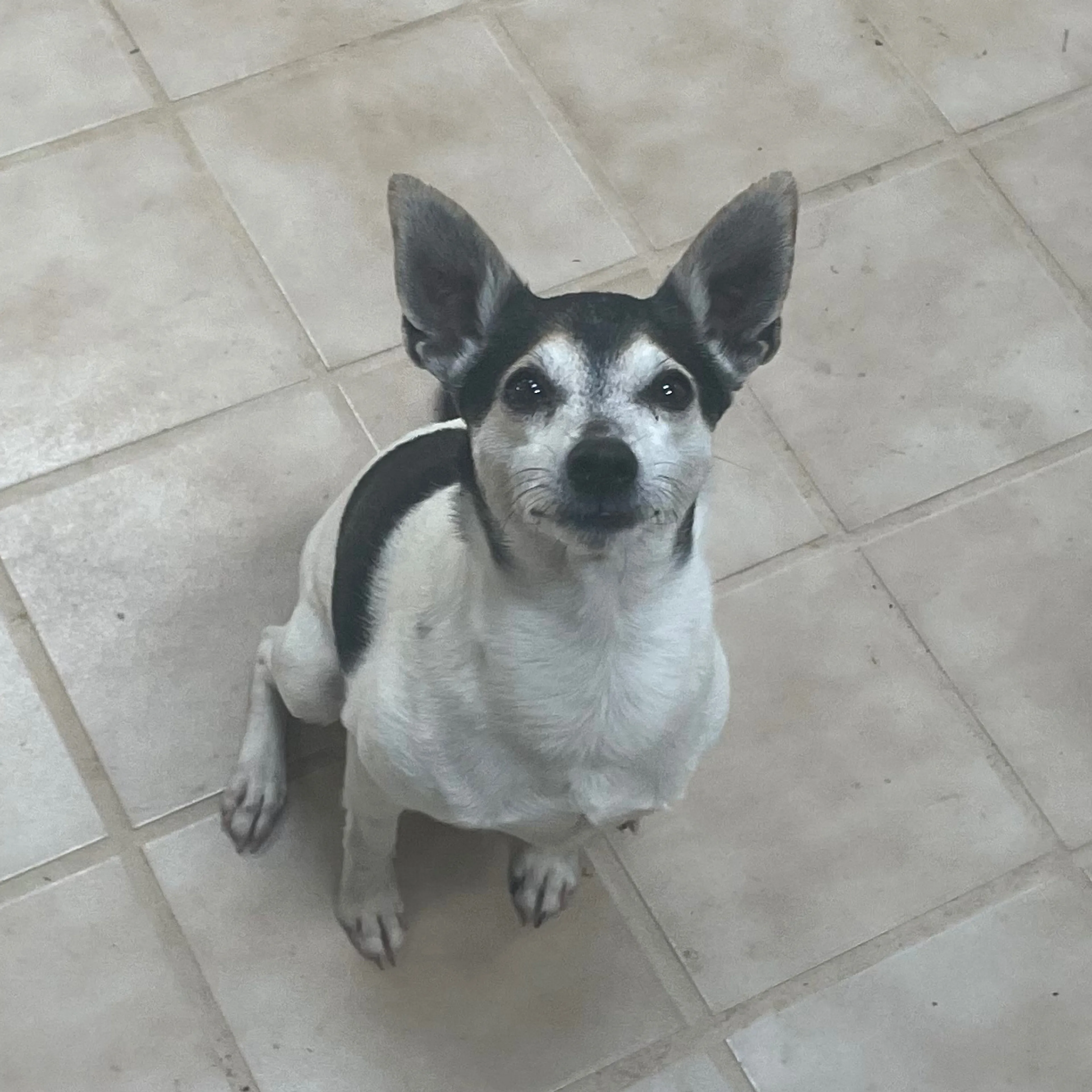 Lost pet-1