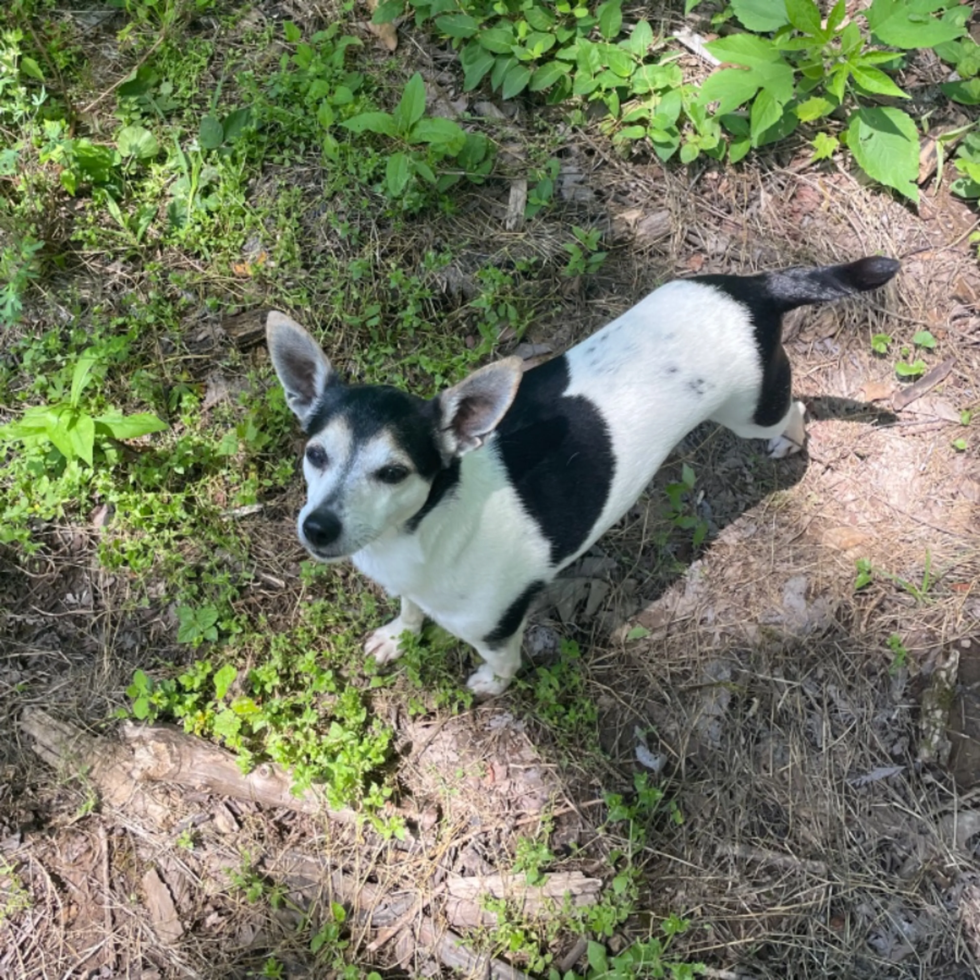 Lost pet-0