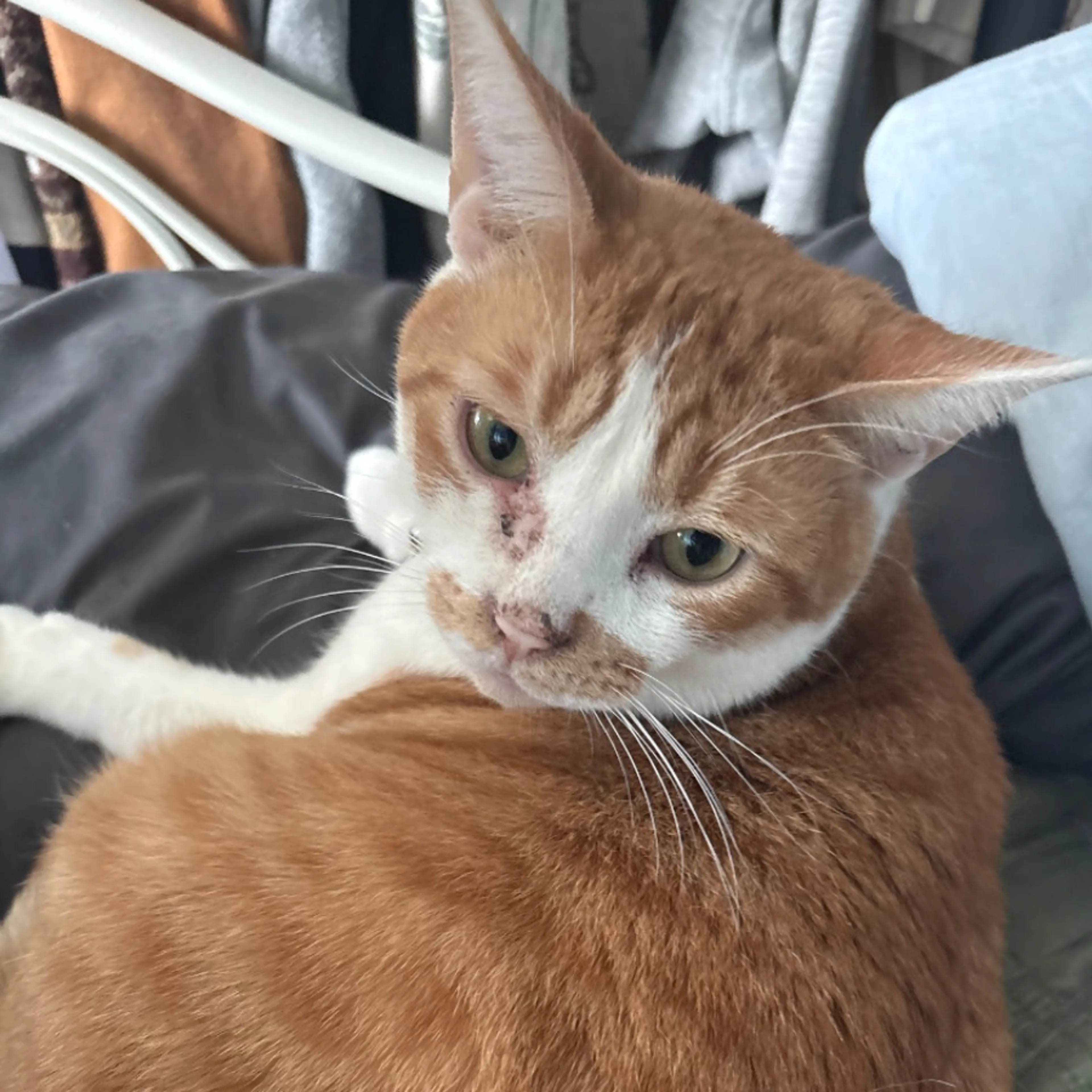 Lost pet