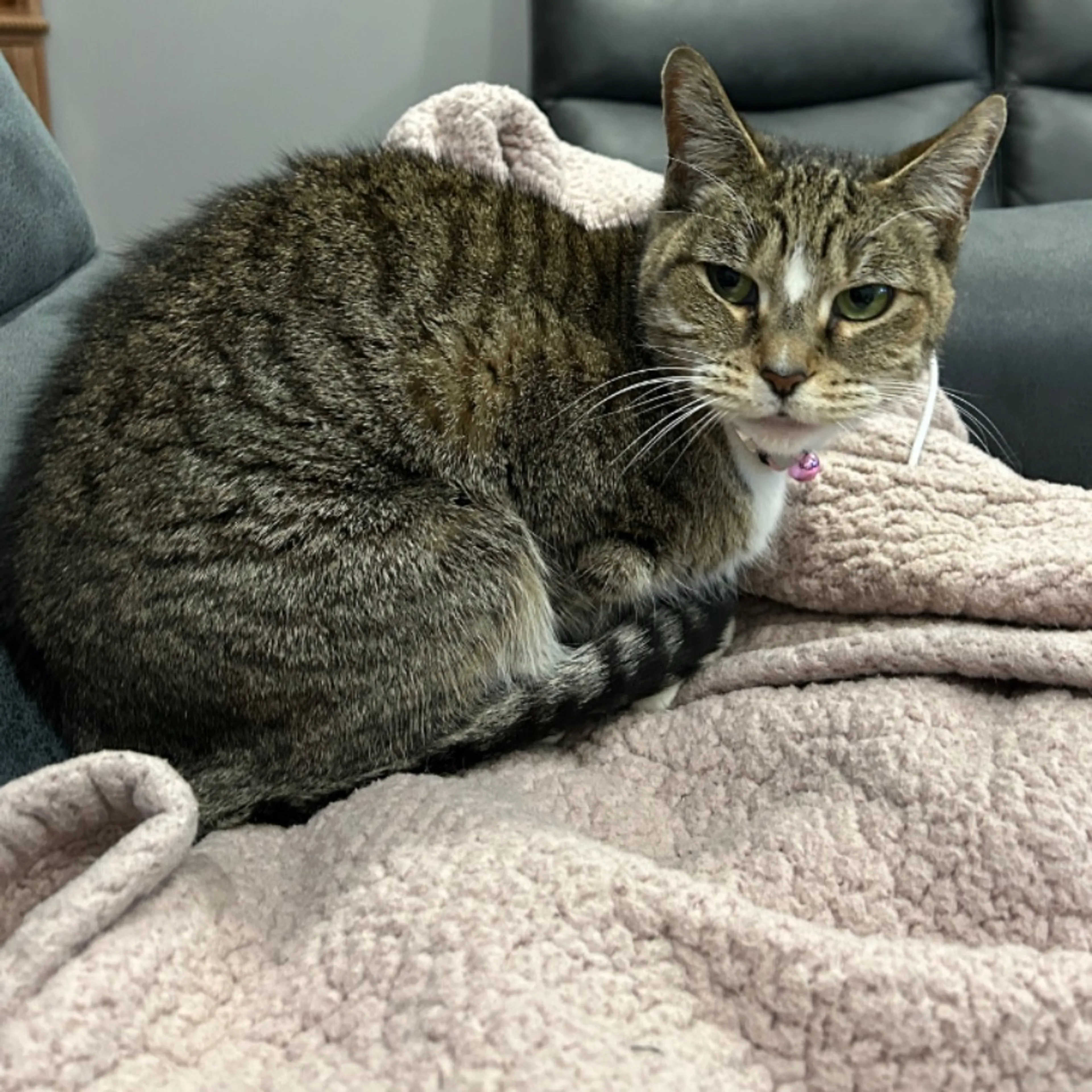 Lost pet