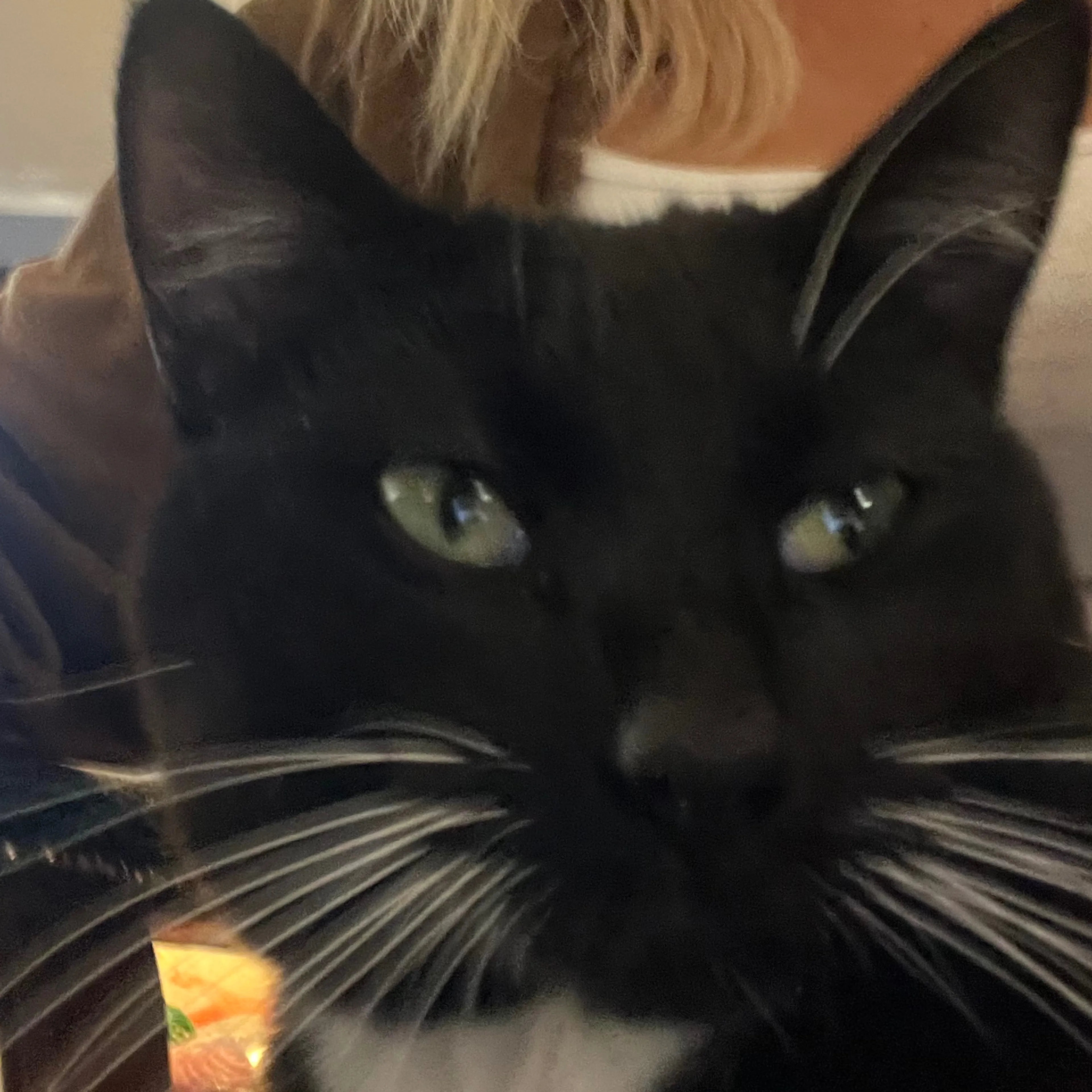 Lost pet-2