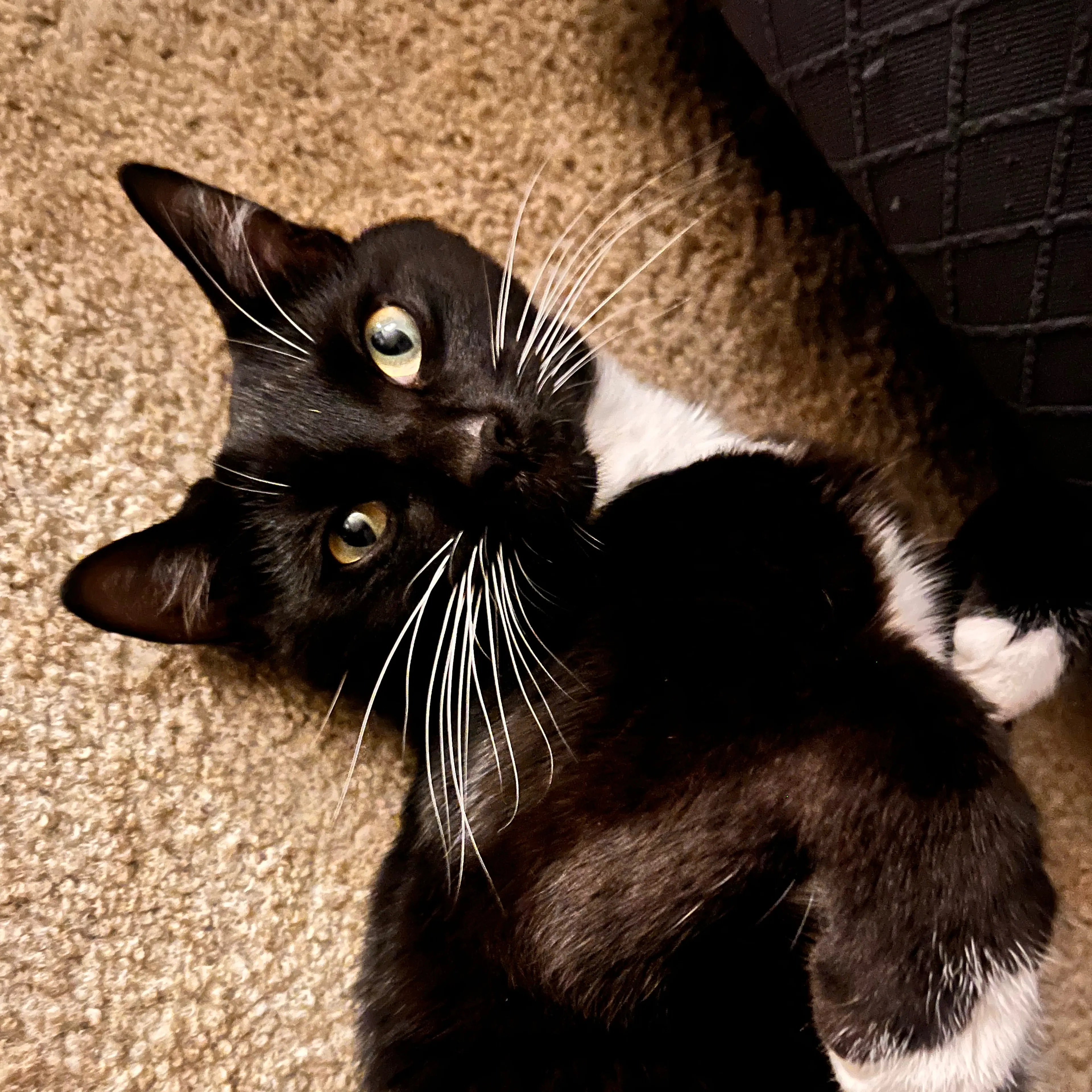 Lost pet-1