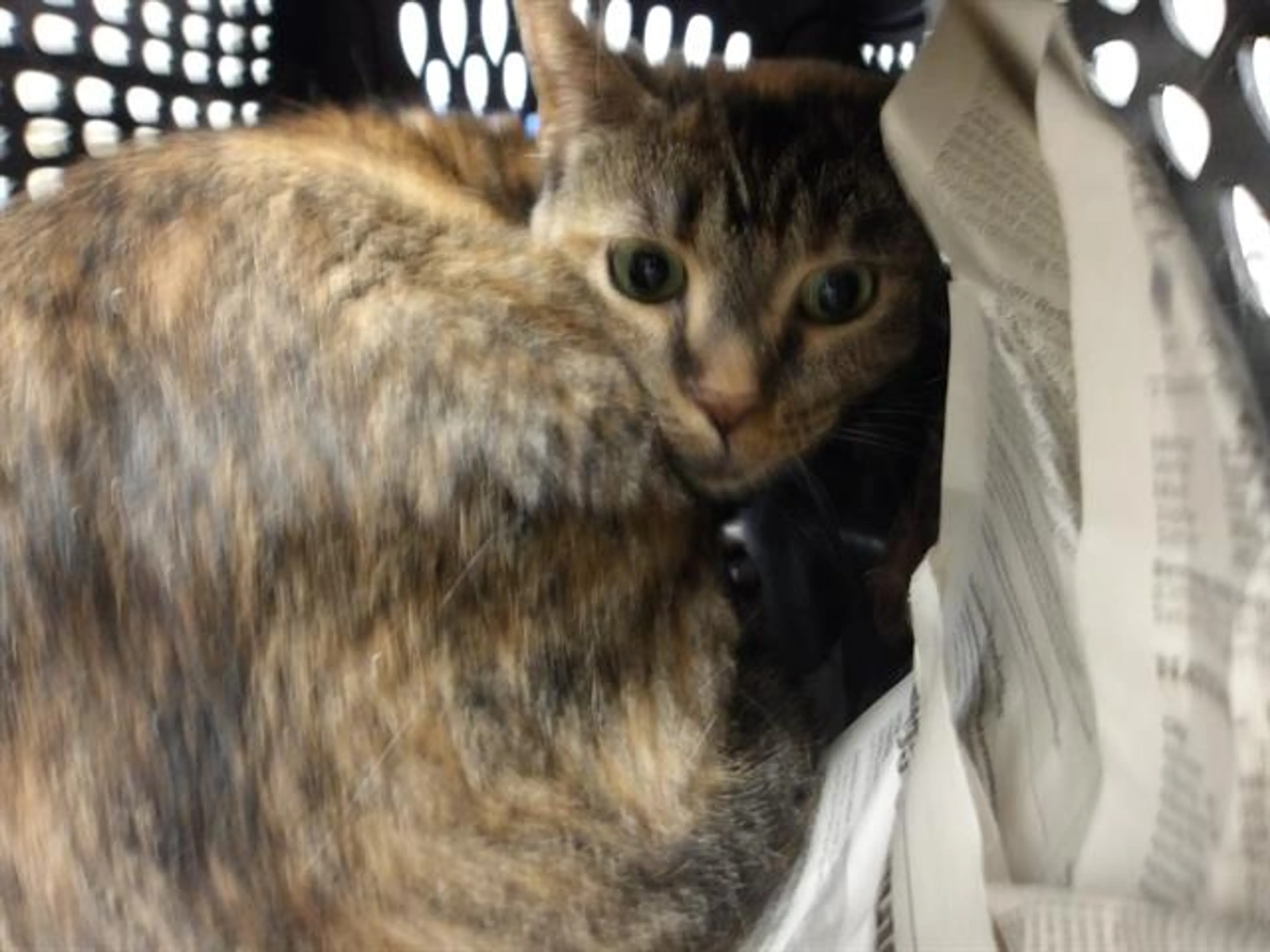 Found pet
