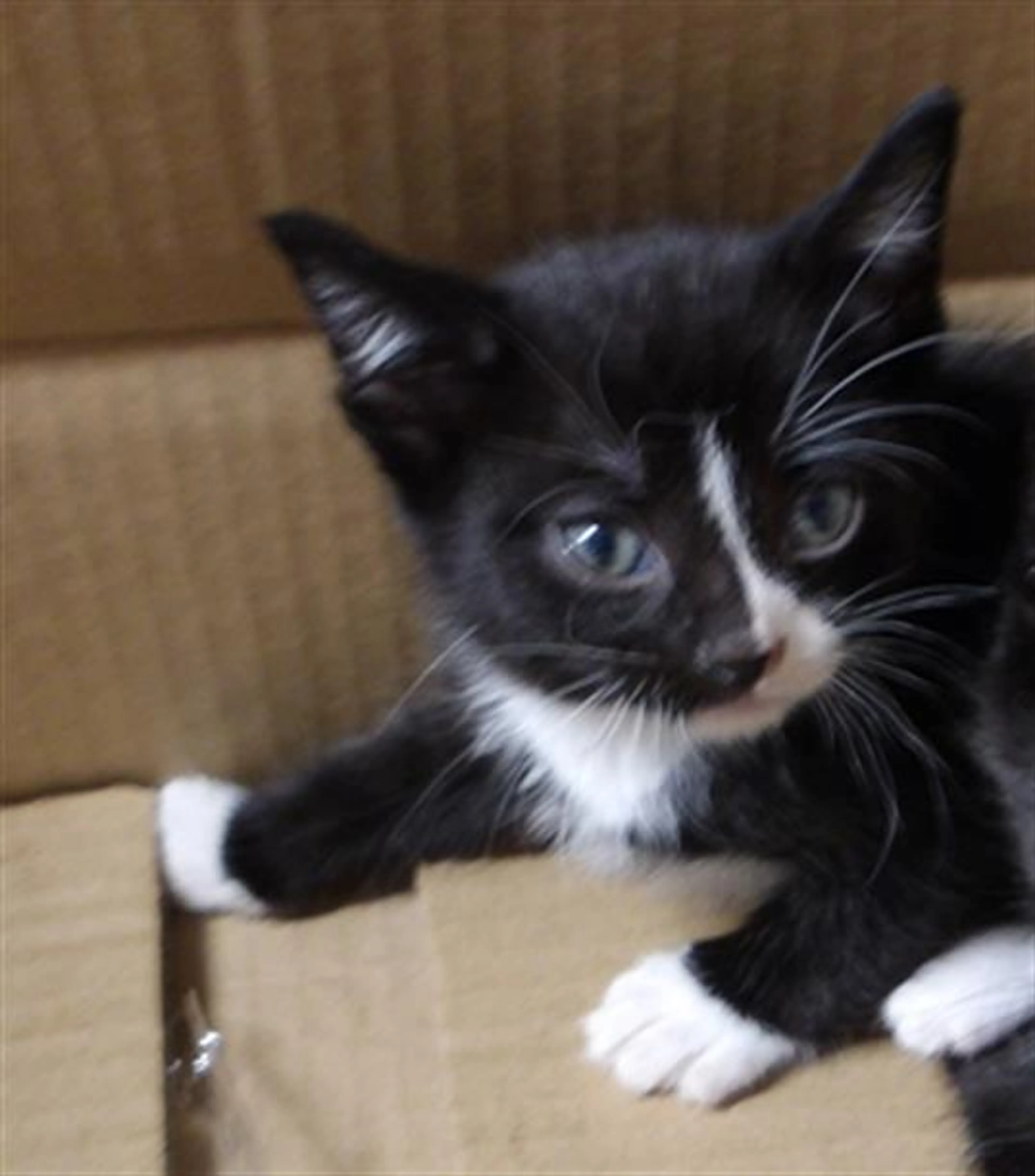Found pet