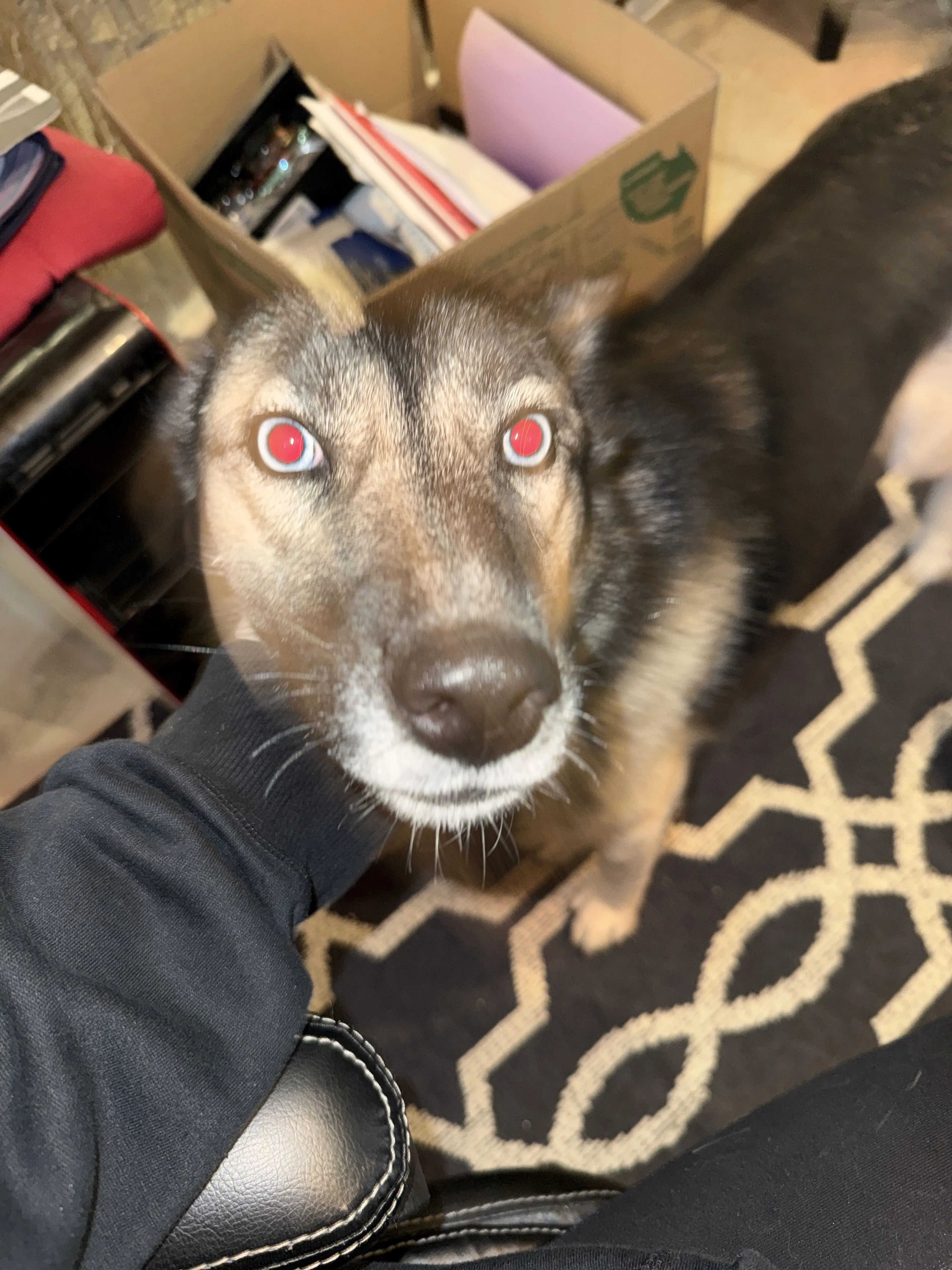 Lost pet-0