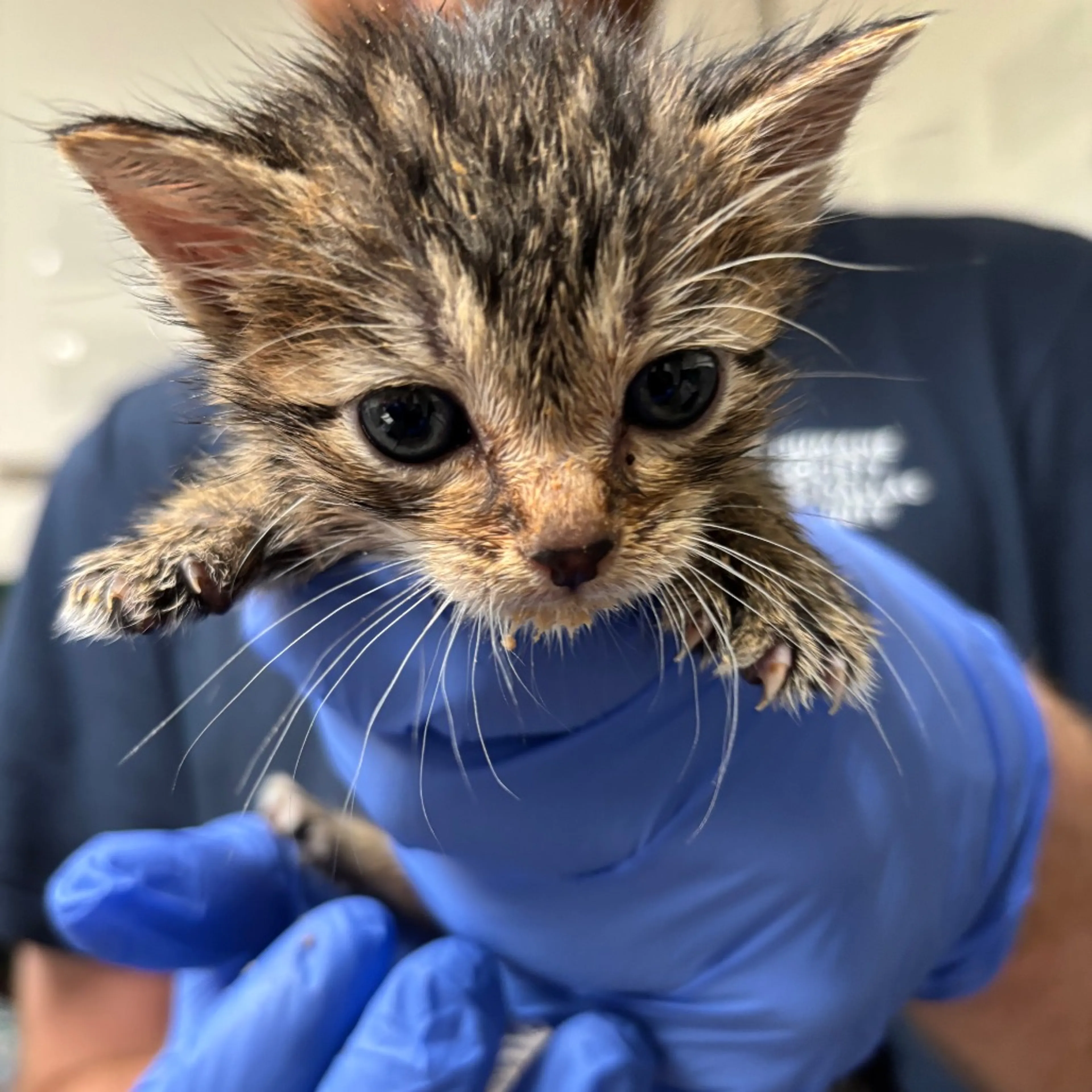 Found pet-1