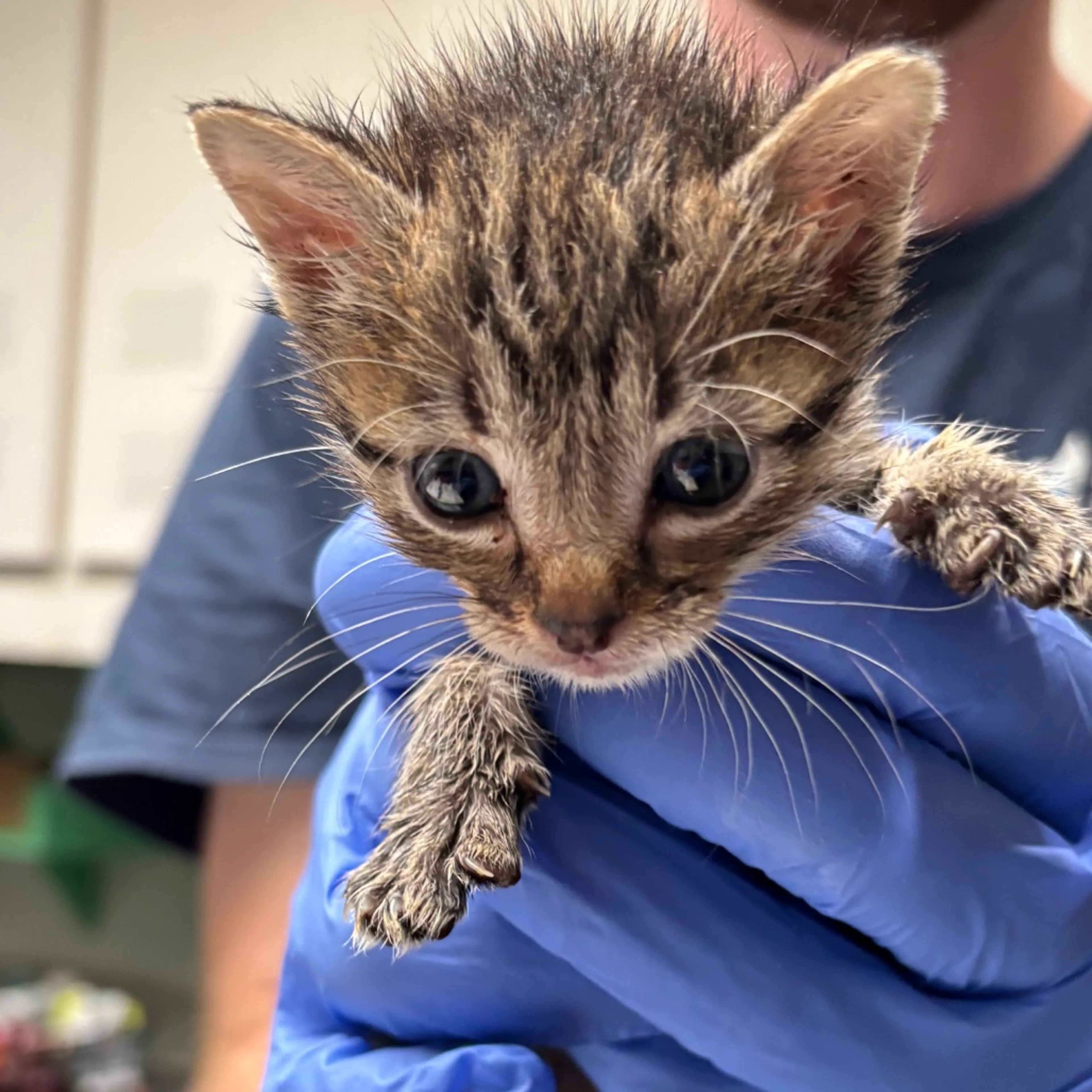 Found pet-1