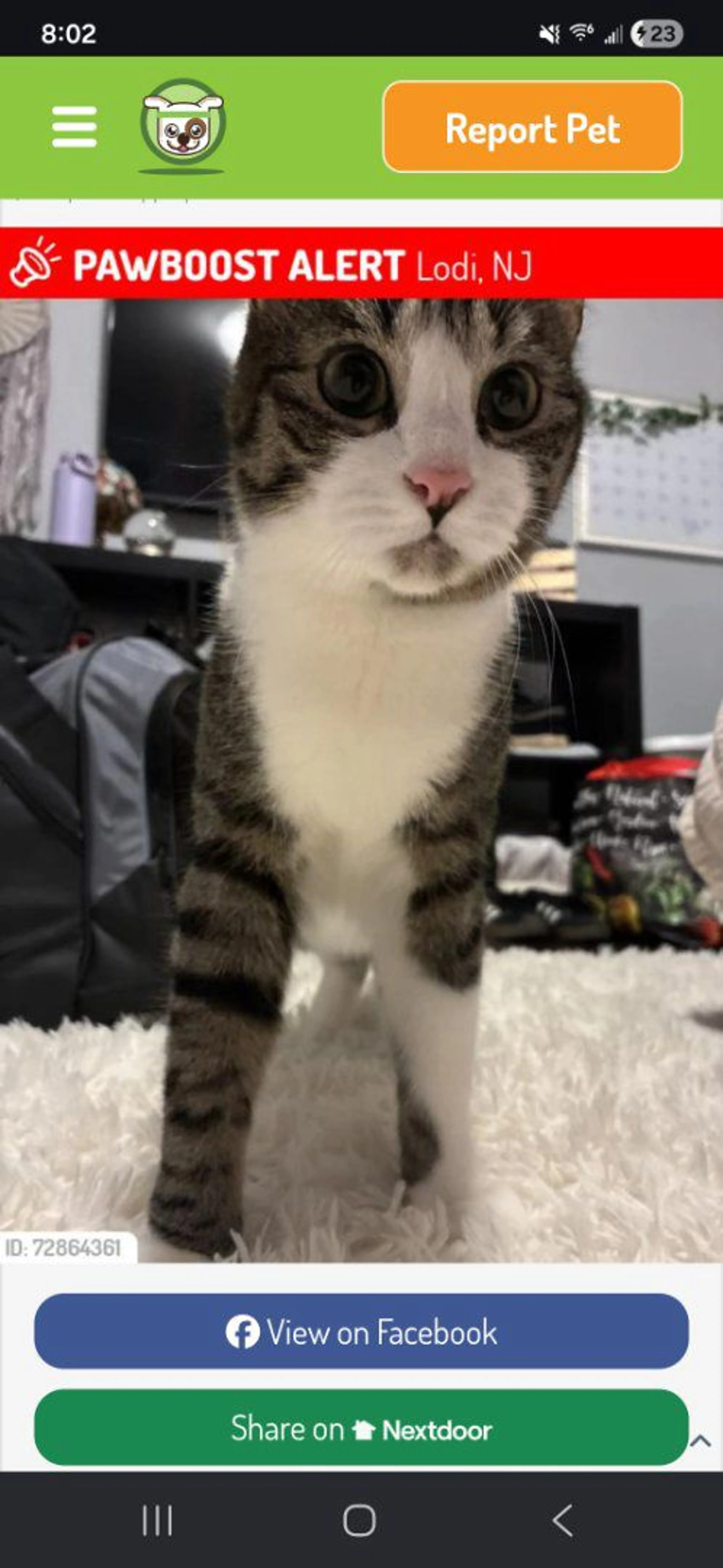 Lost pet-0