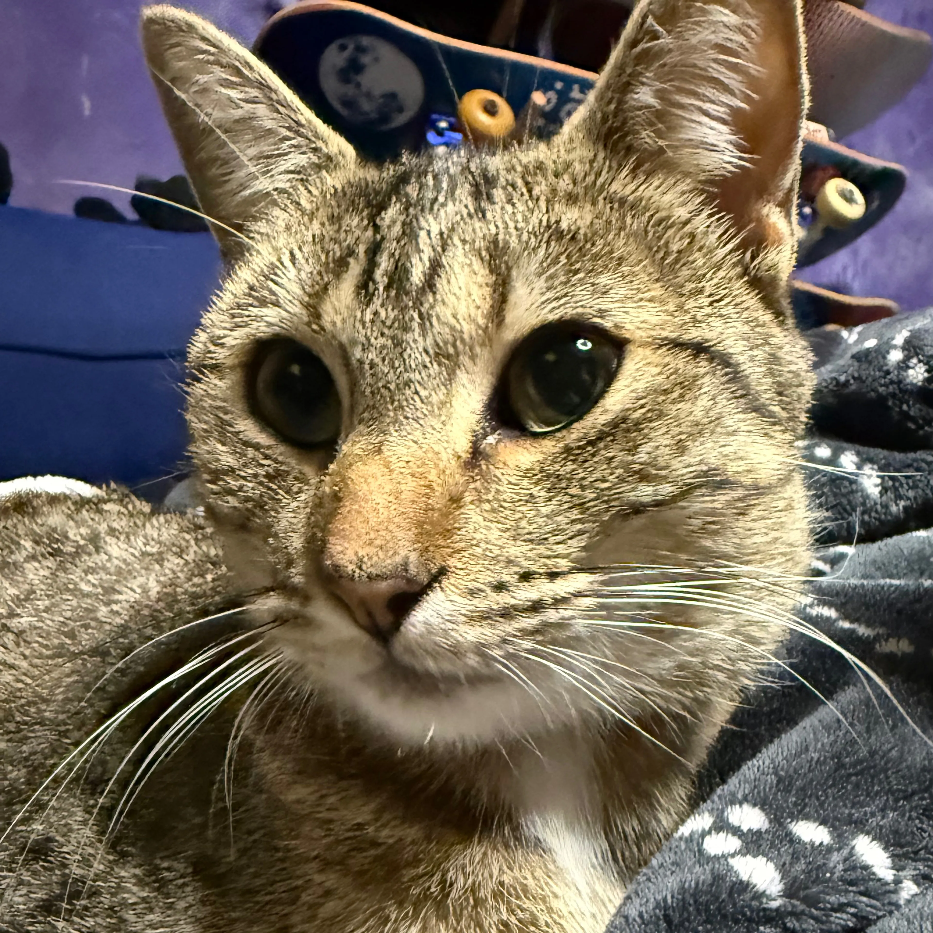Lost pet-2