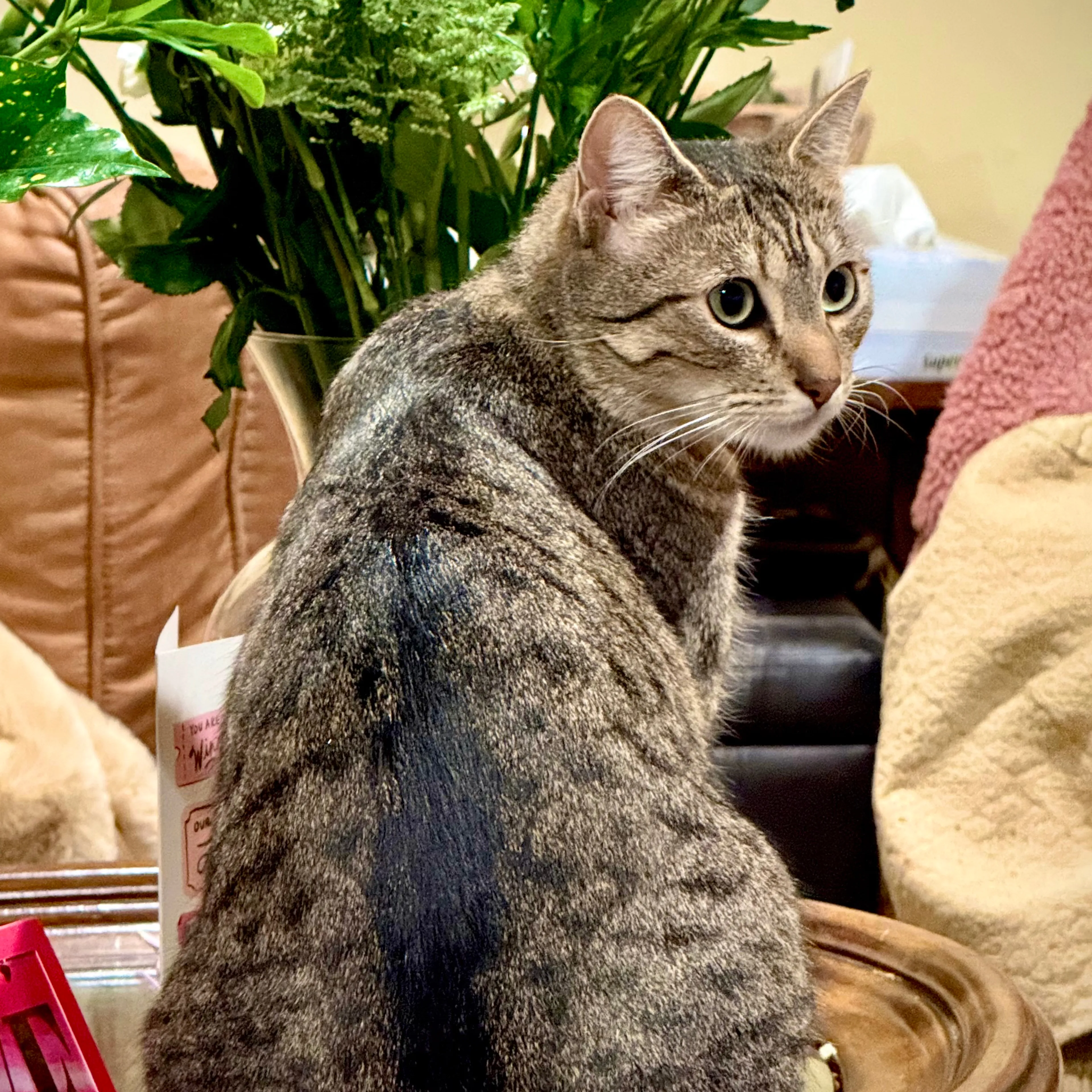 Lost pet-3