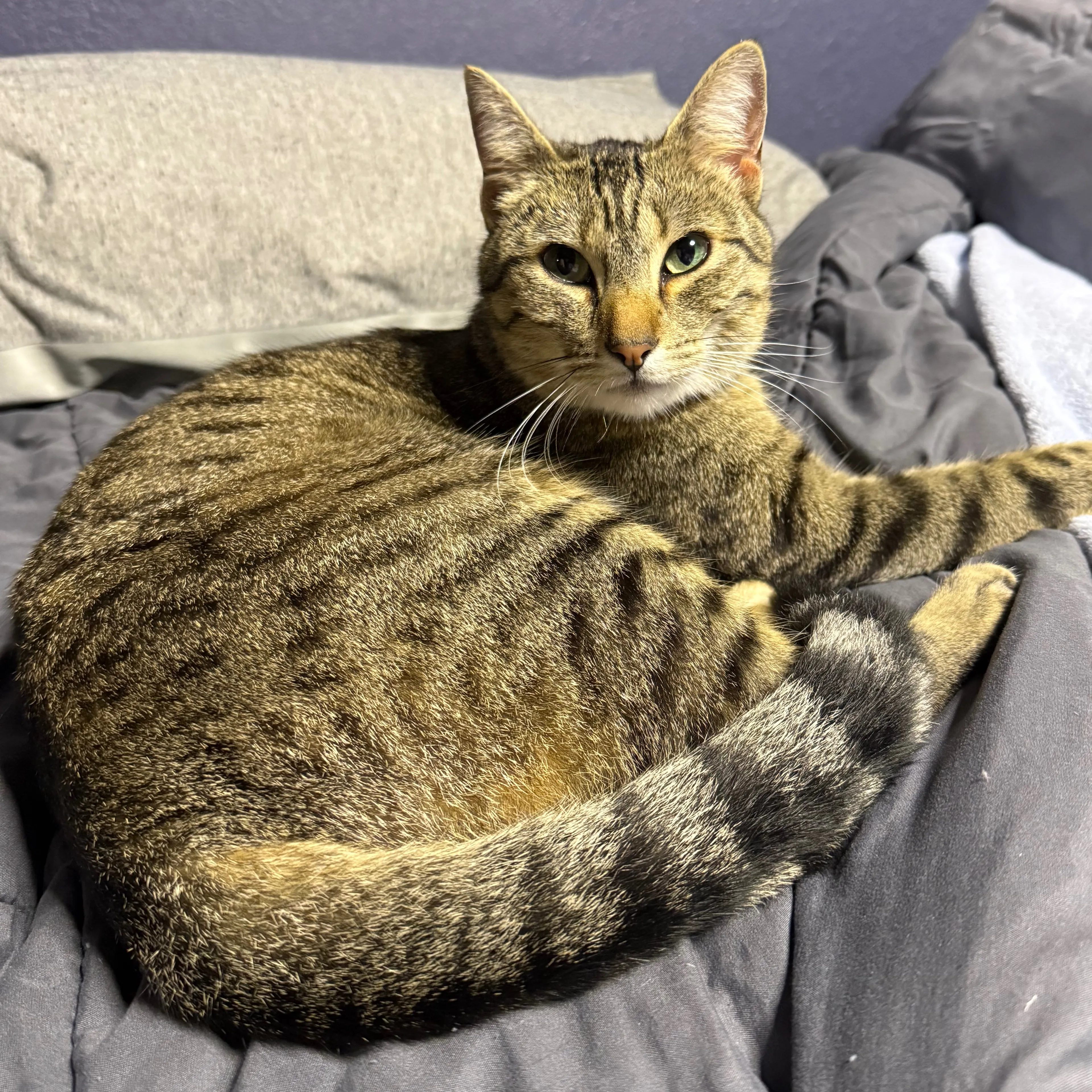 Lost pet-1