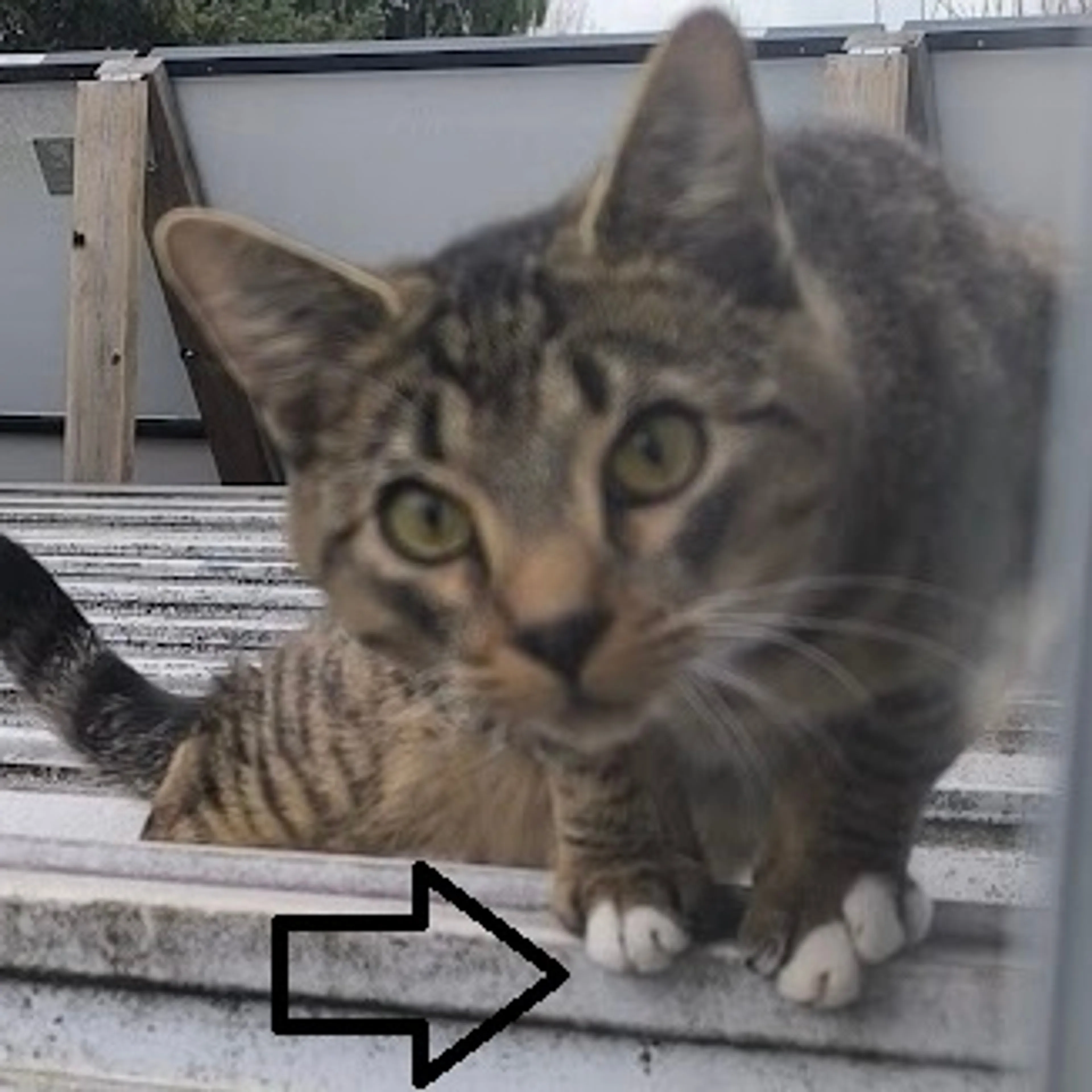 Lost pet-3