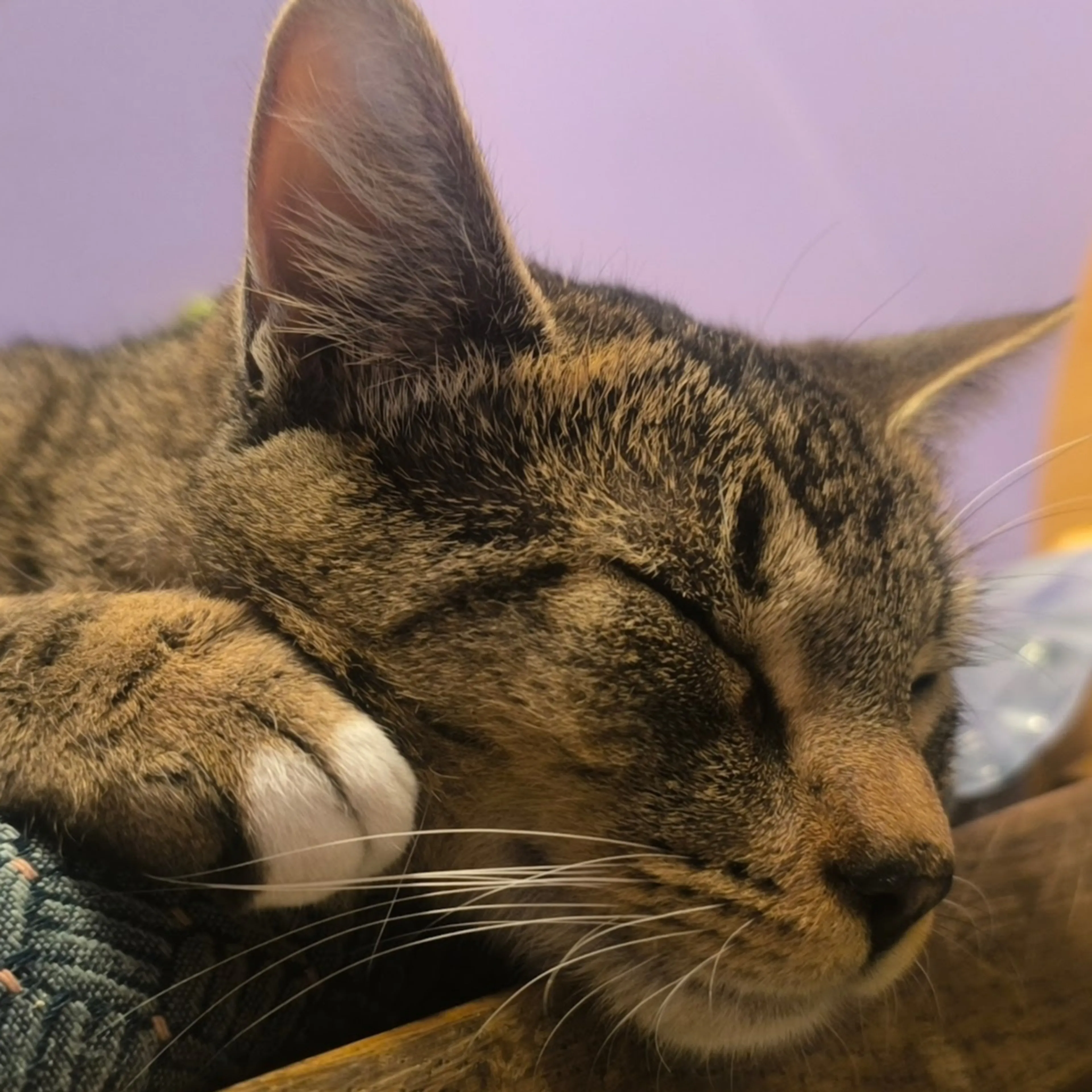 Lost pet-2