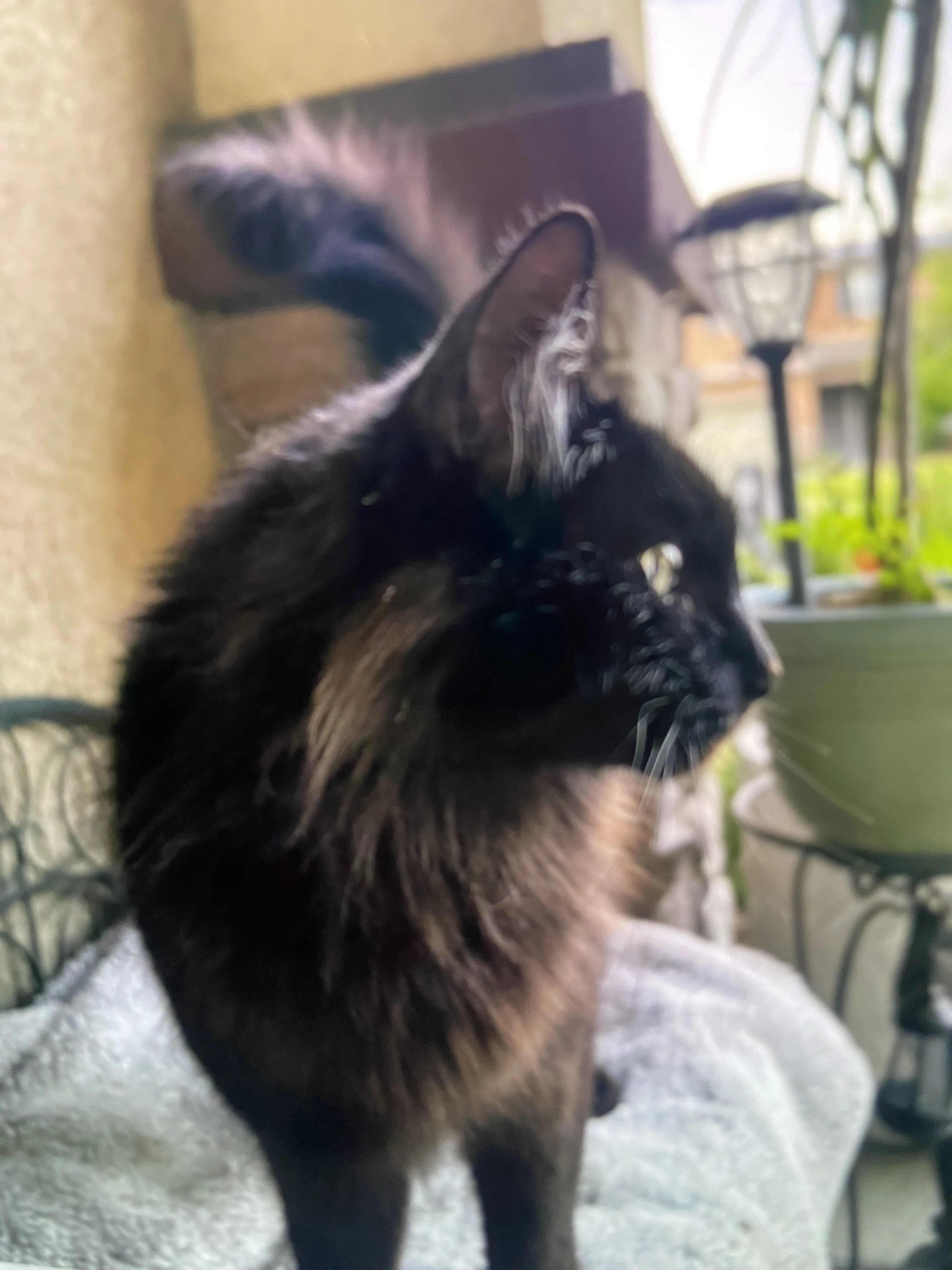 Lost pet-2
