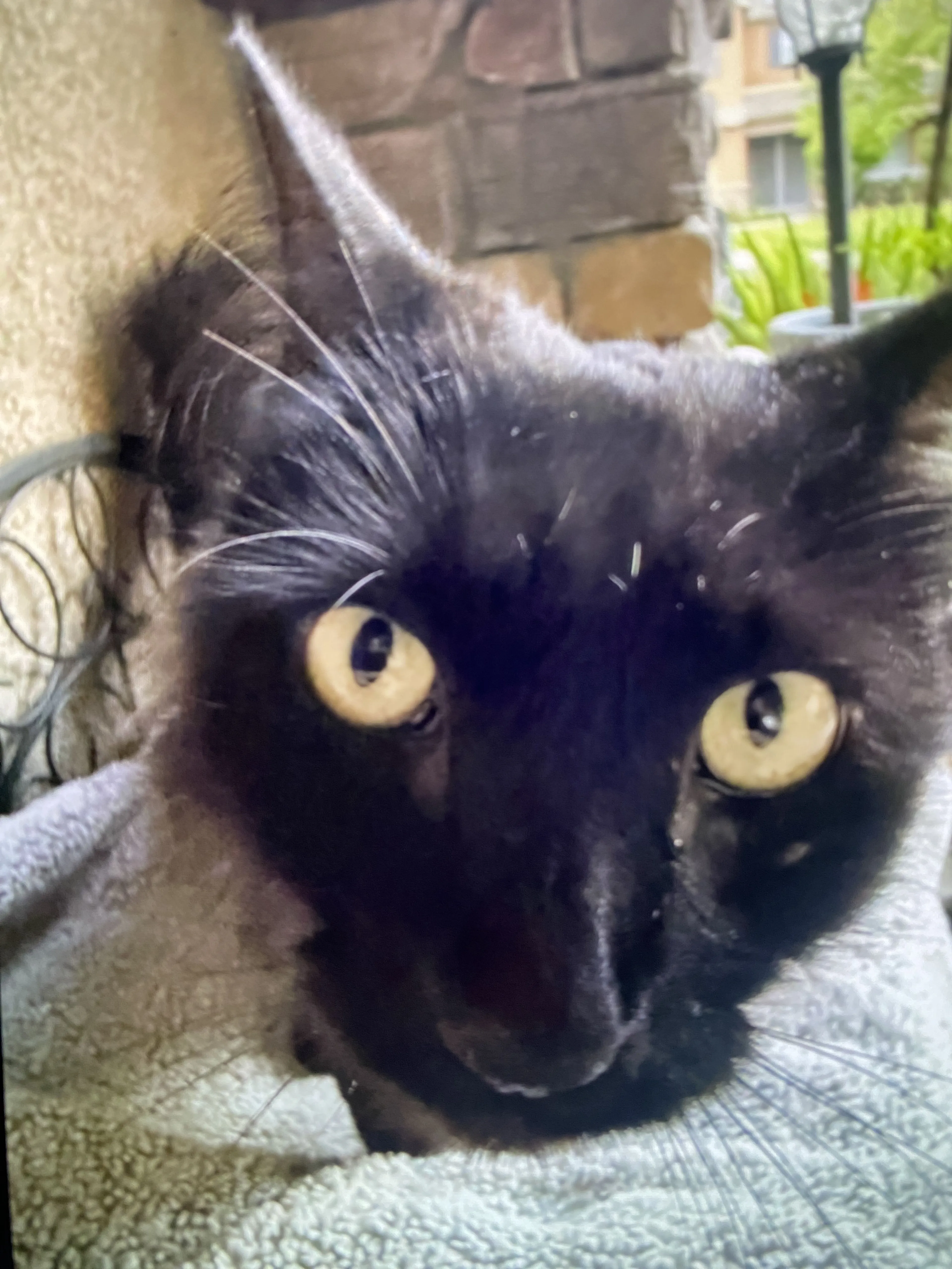 Lost pet-1