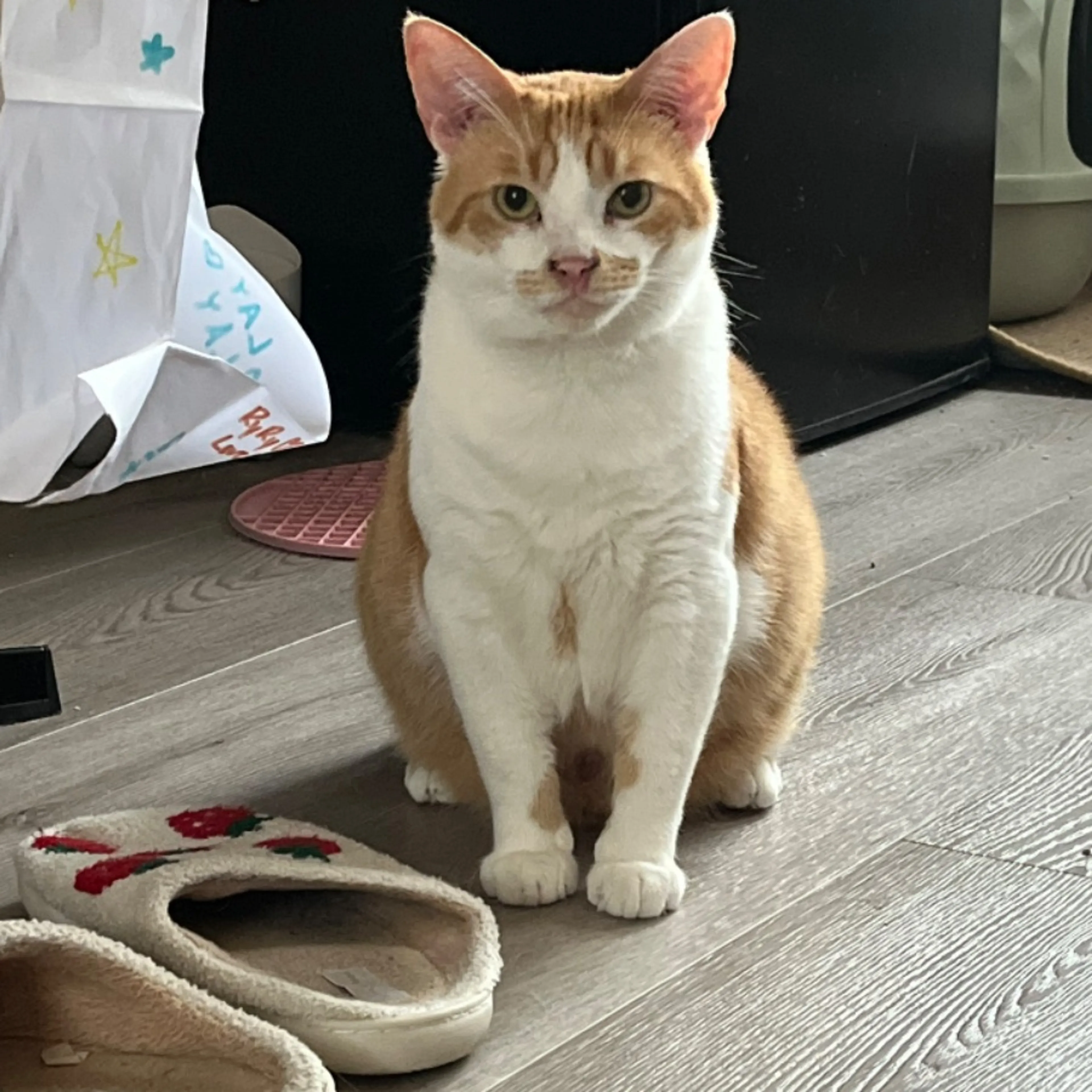 Lost pet
