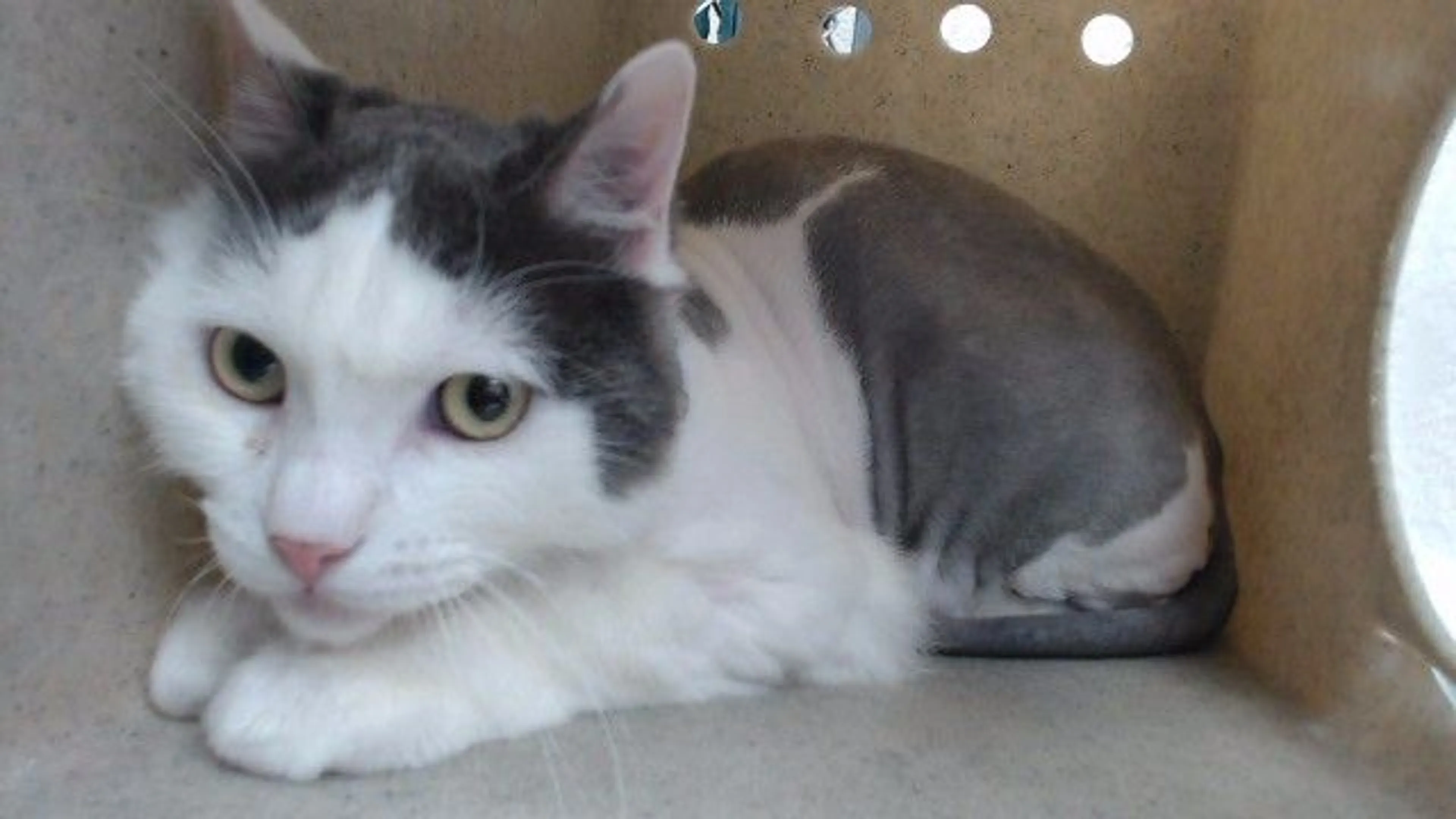 Found pet