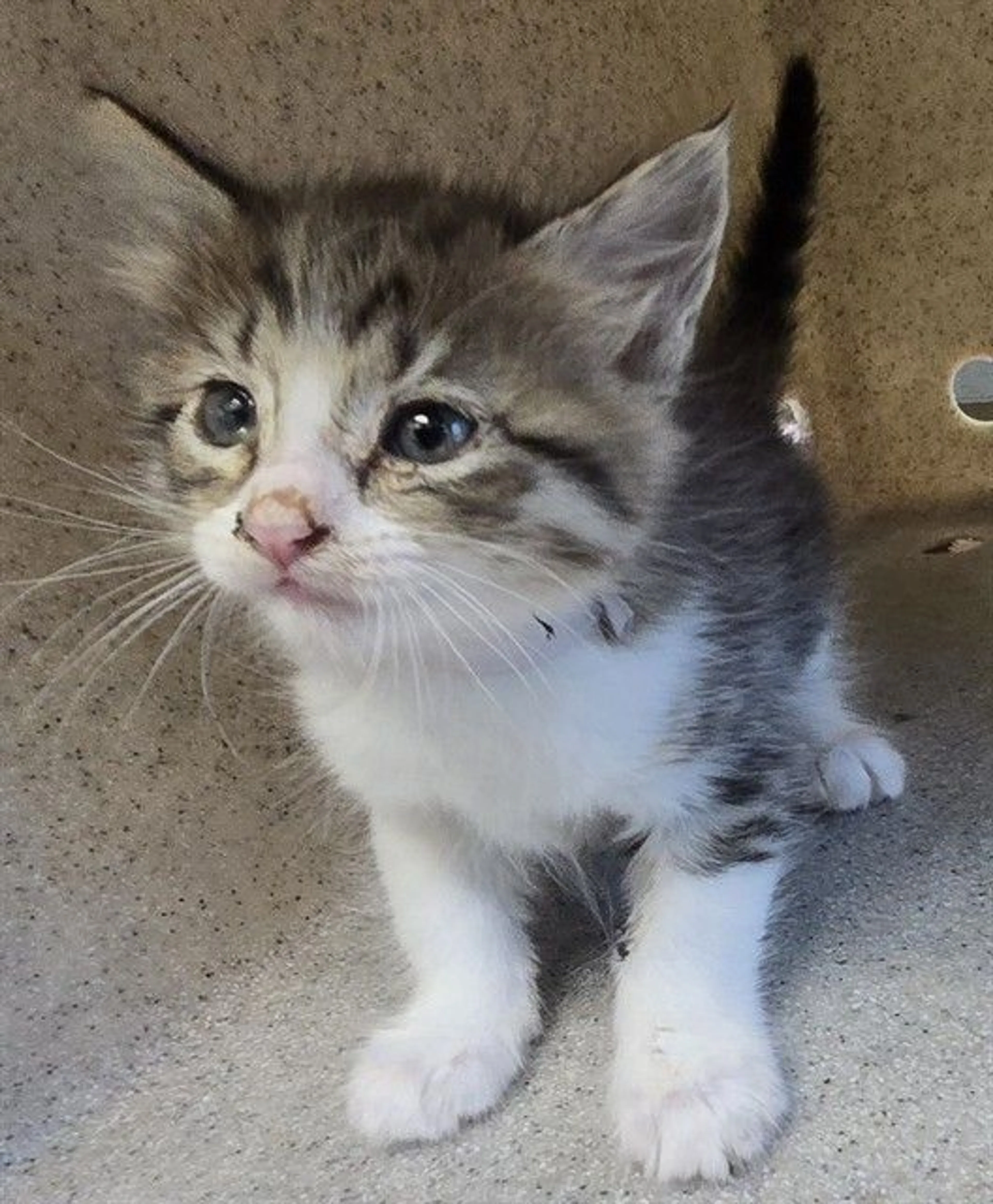Found pet