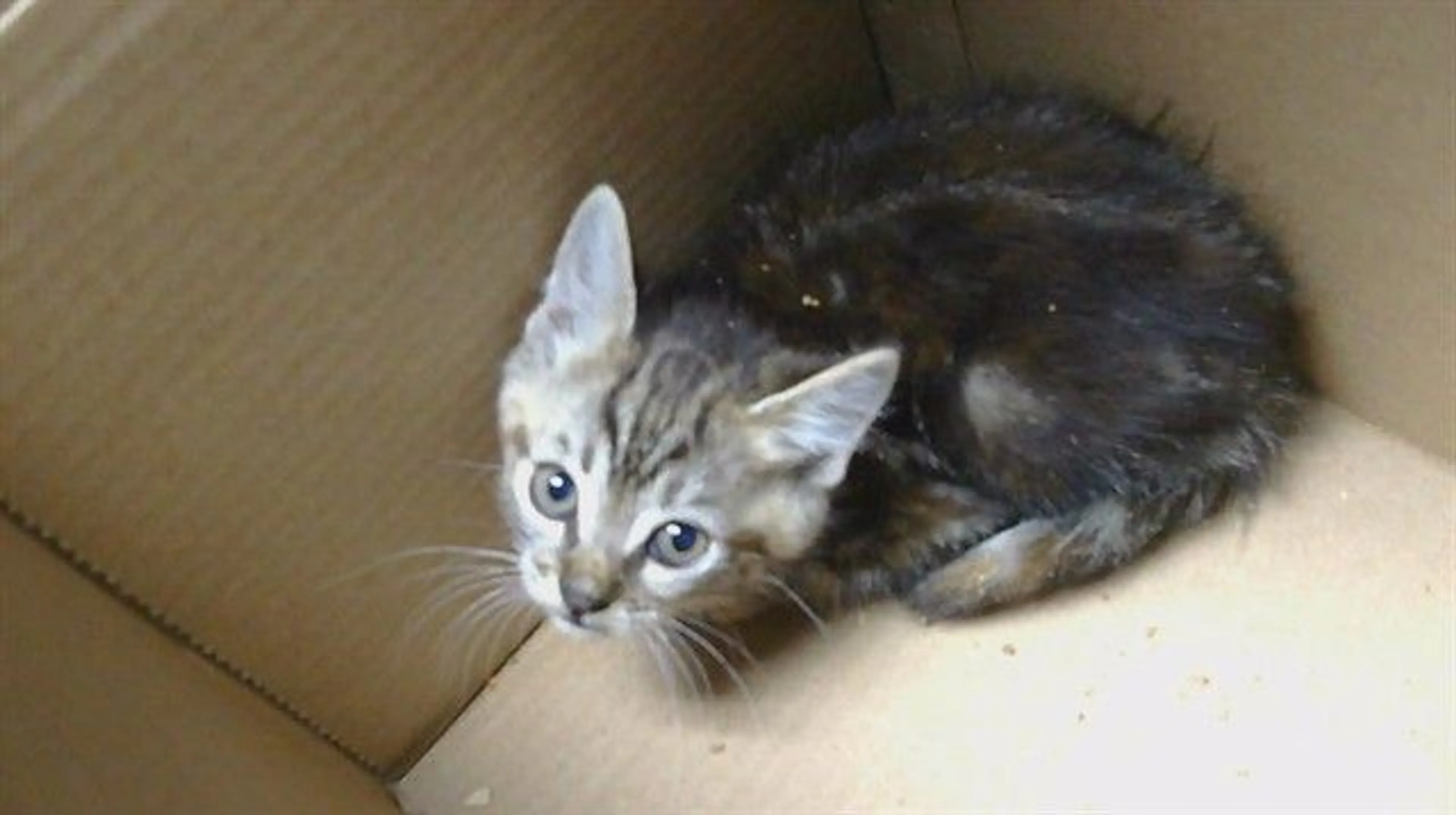 Found pet