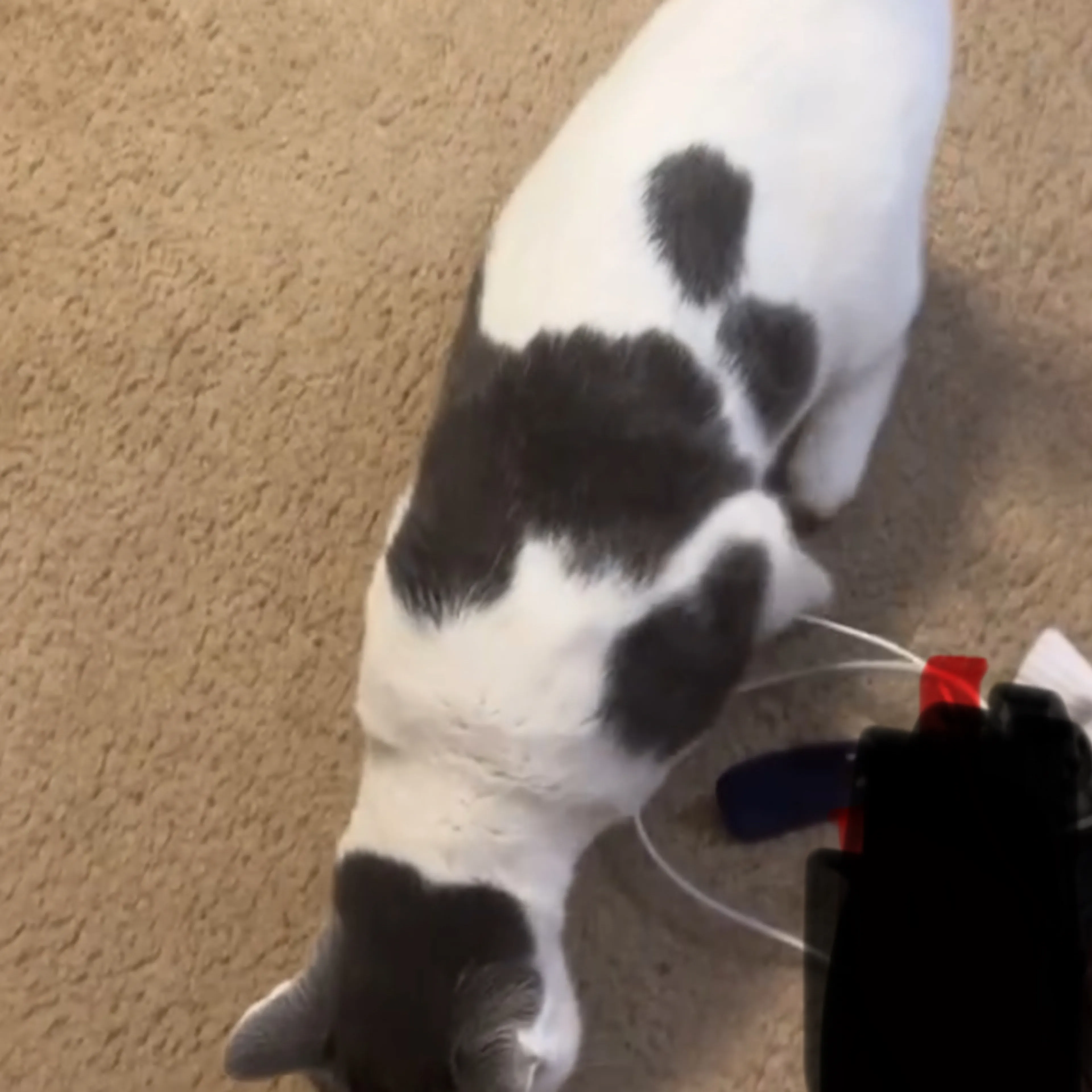 Lost pet-3