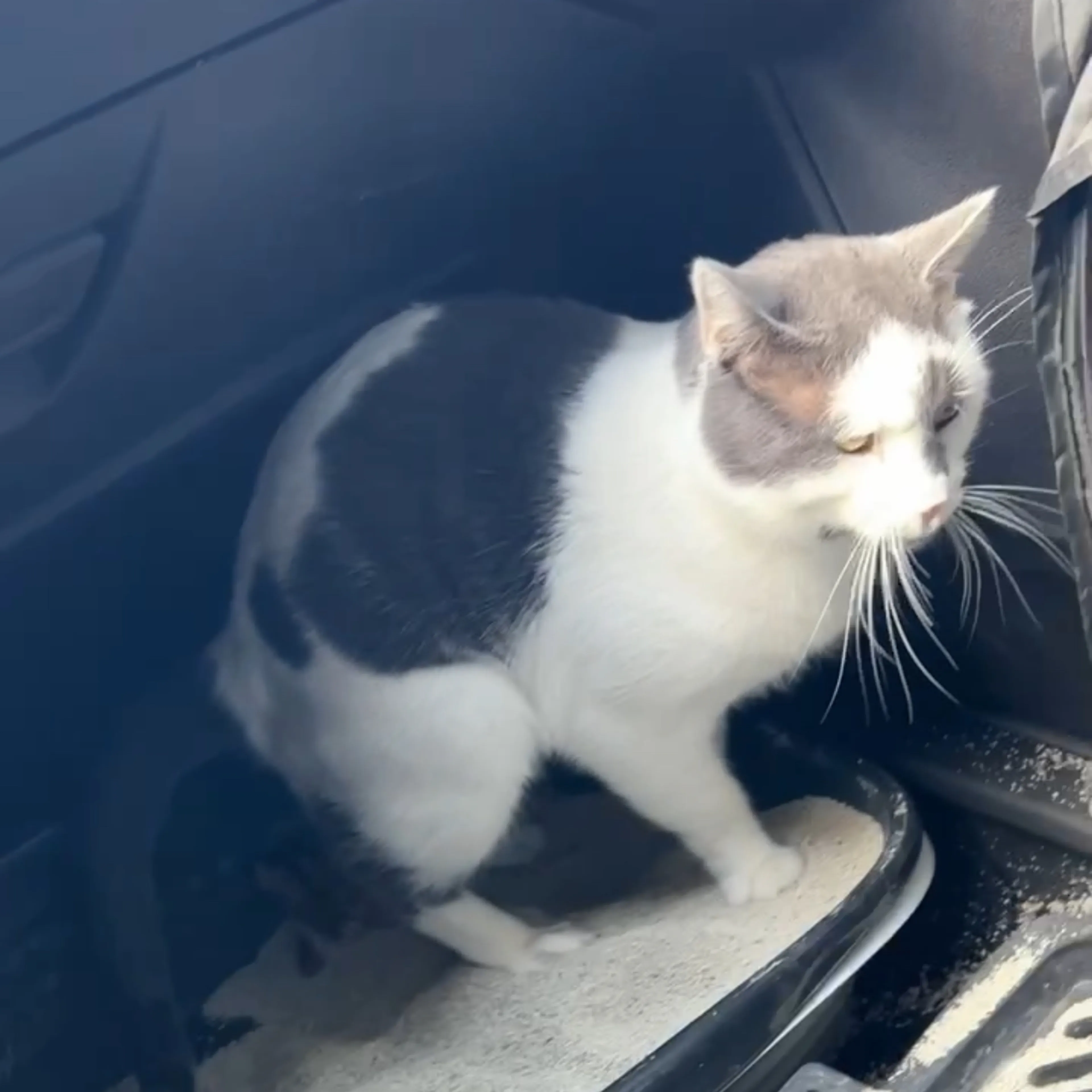 Lost pet-1