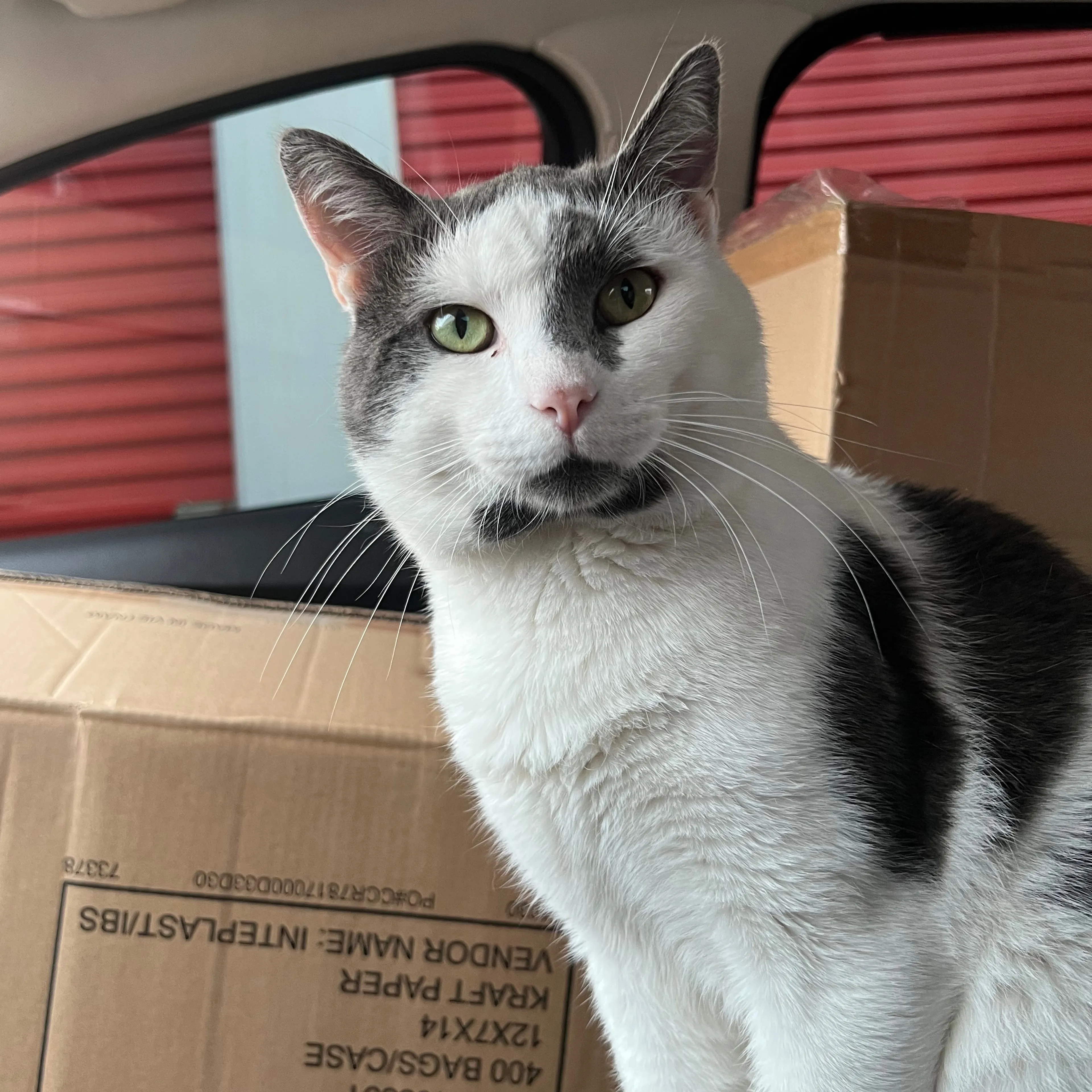 Lost pet-2