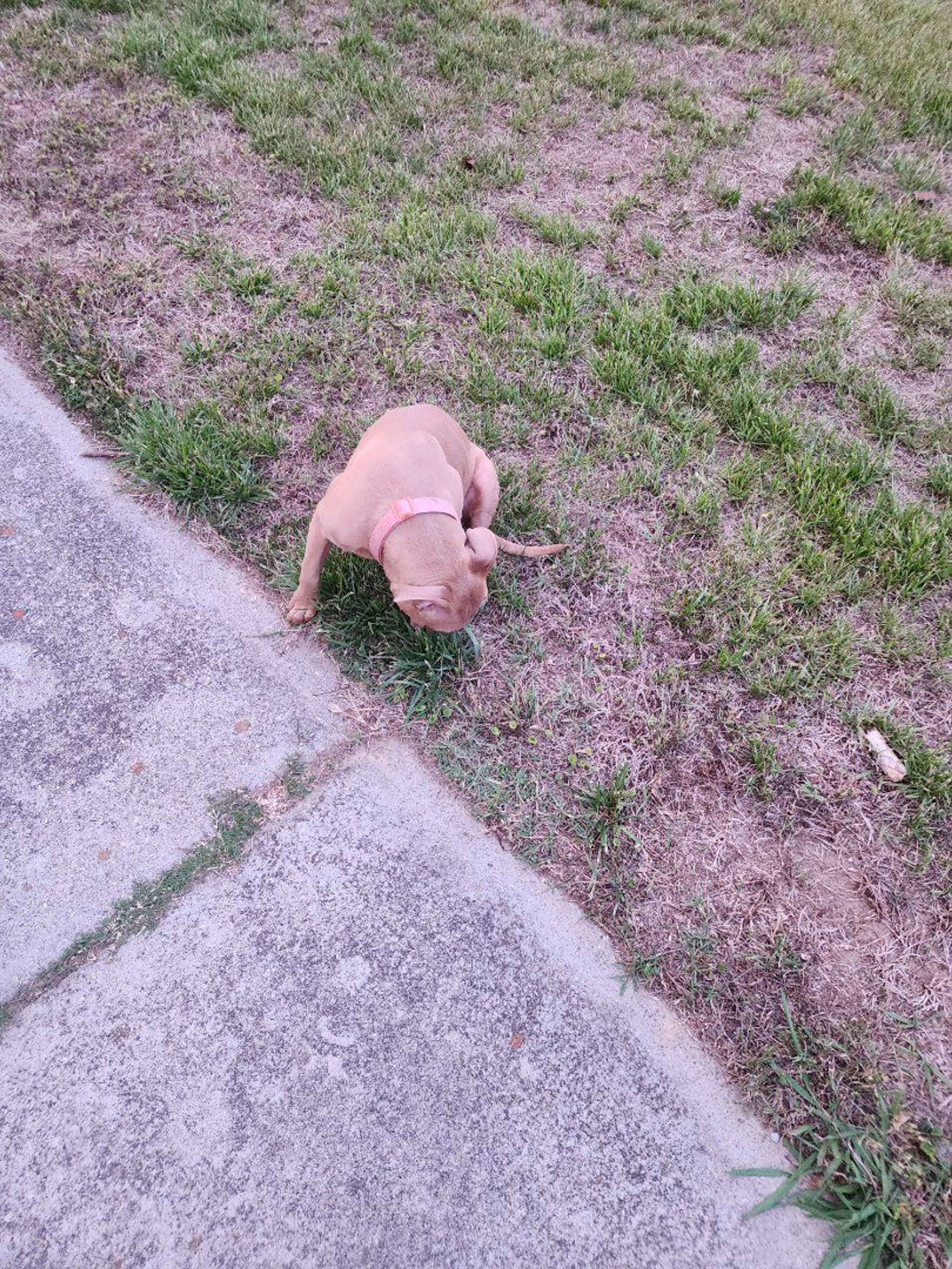 Lost pet-2