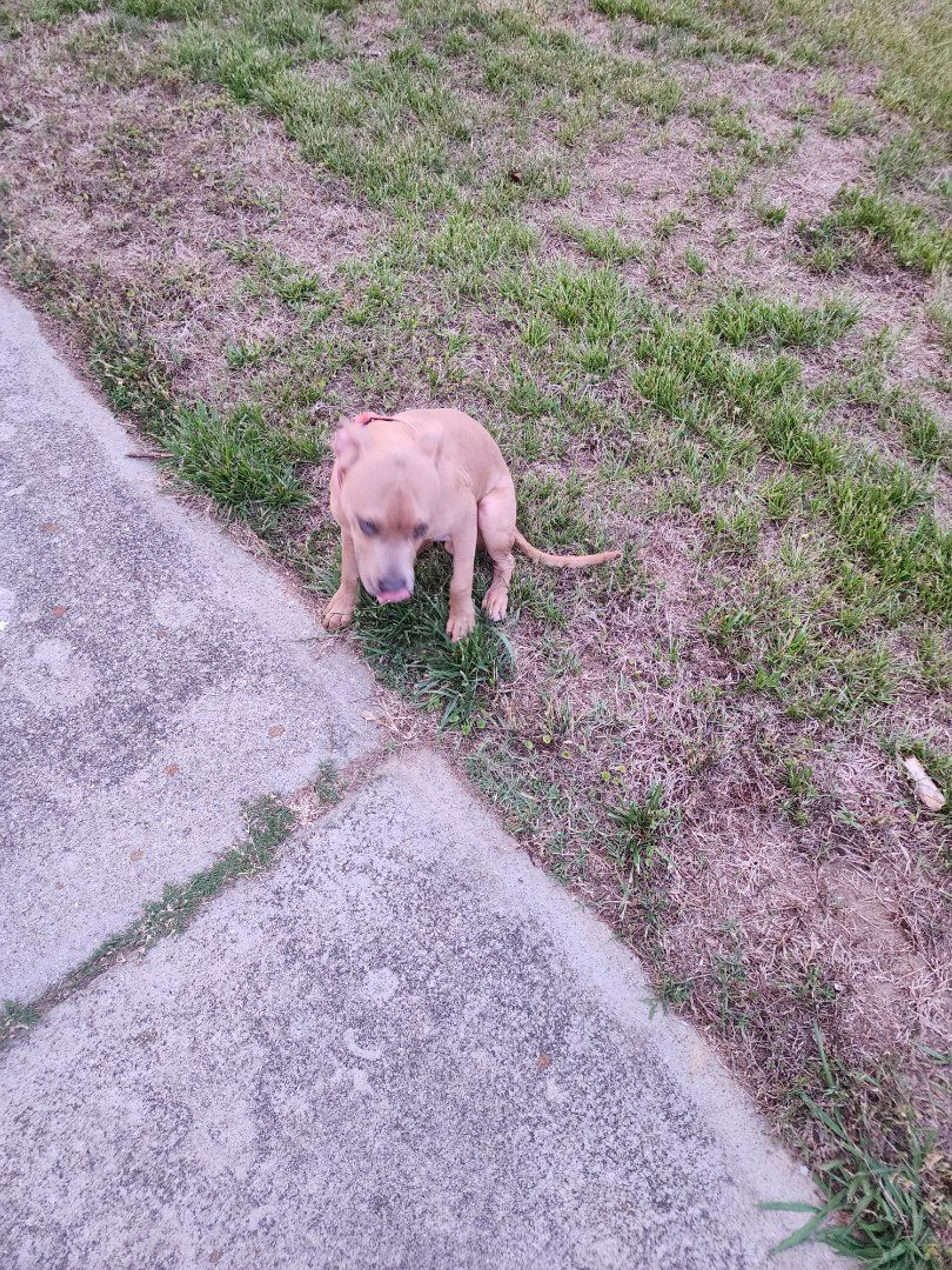 Lost pet-1