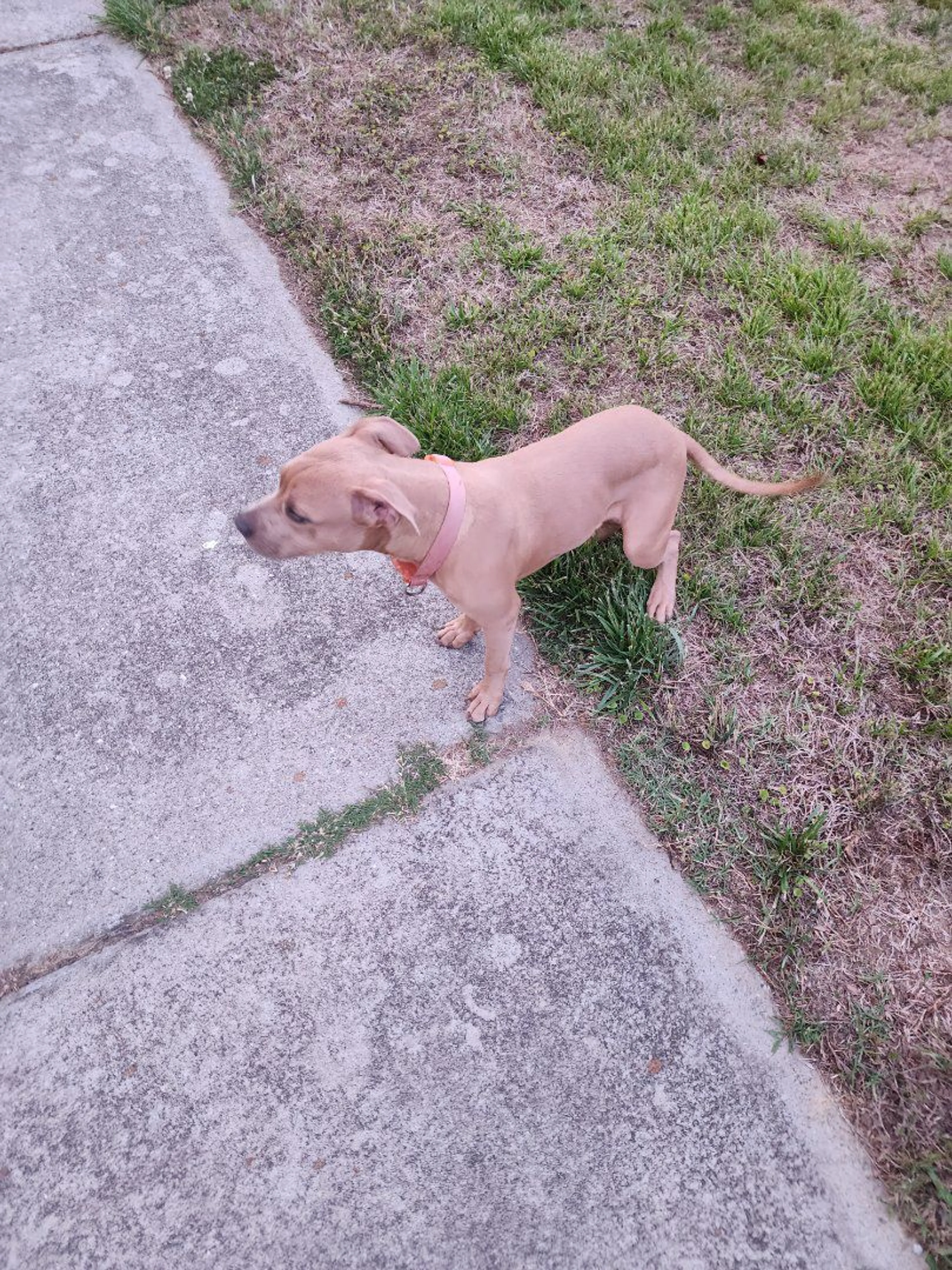 Lost pet-0