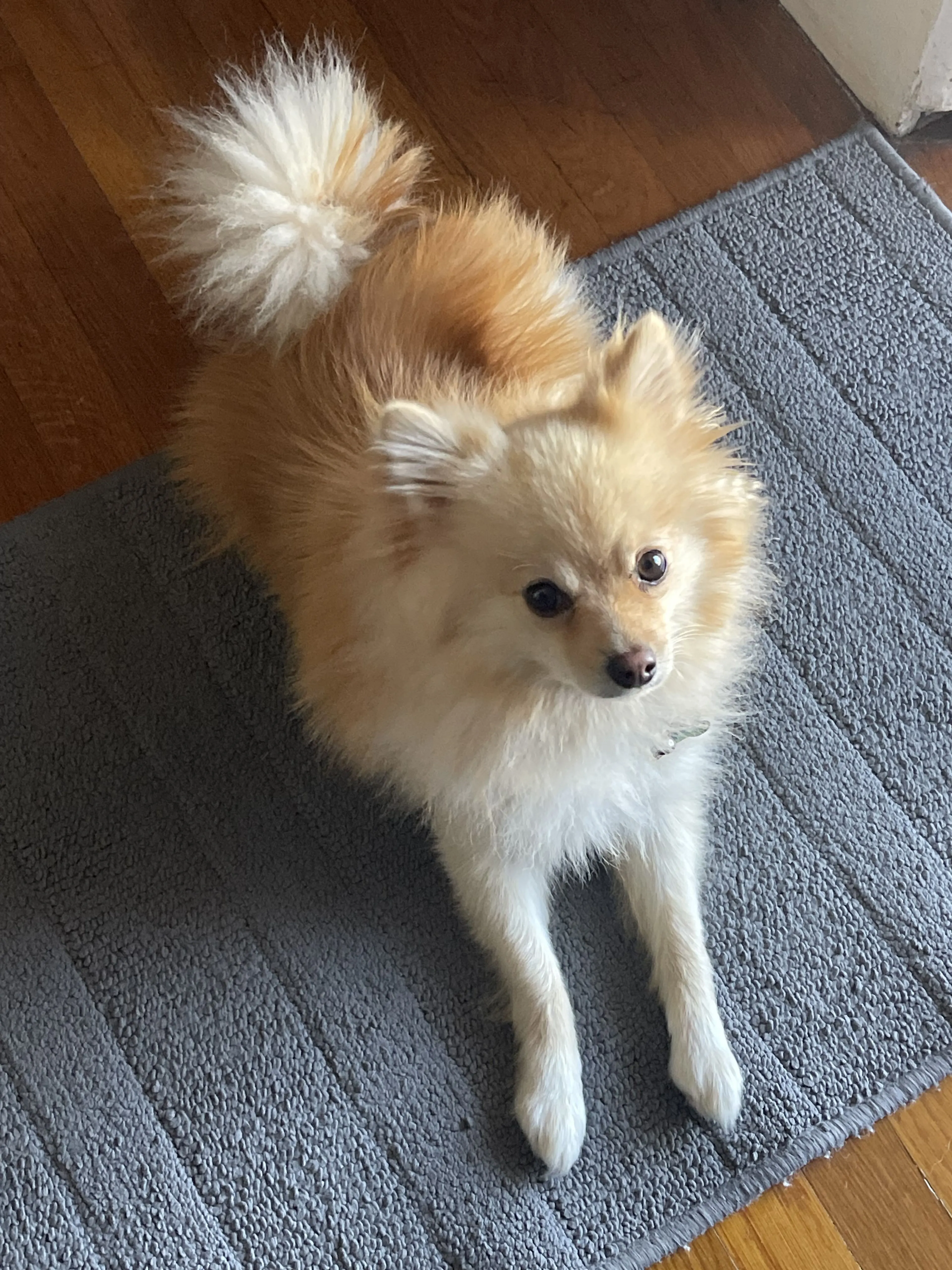 Lost pet-3